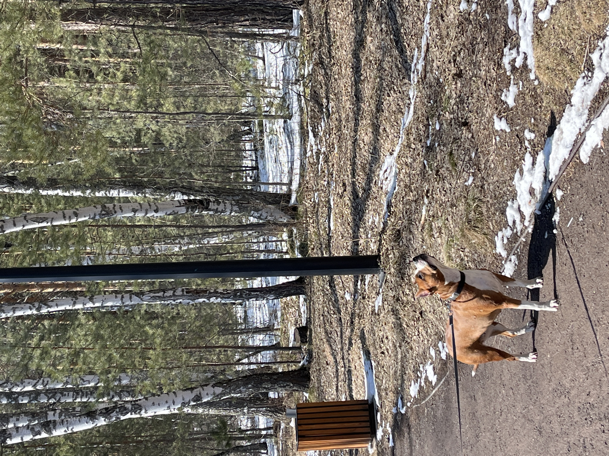 Boxer dog walks snowy forest path in Krasnoyarsk