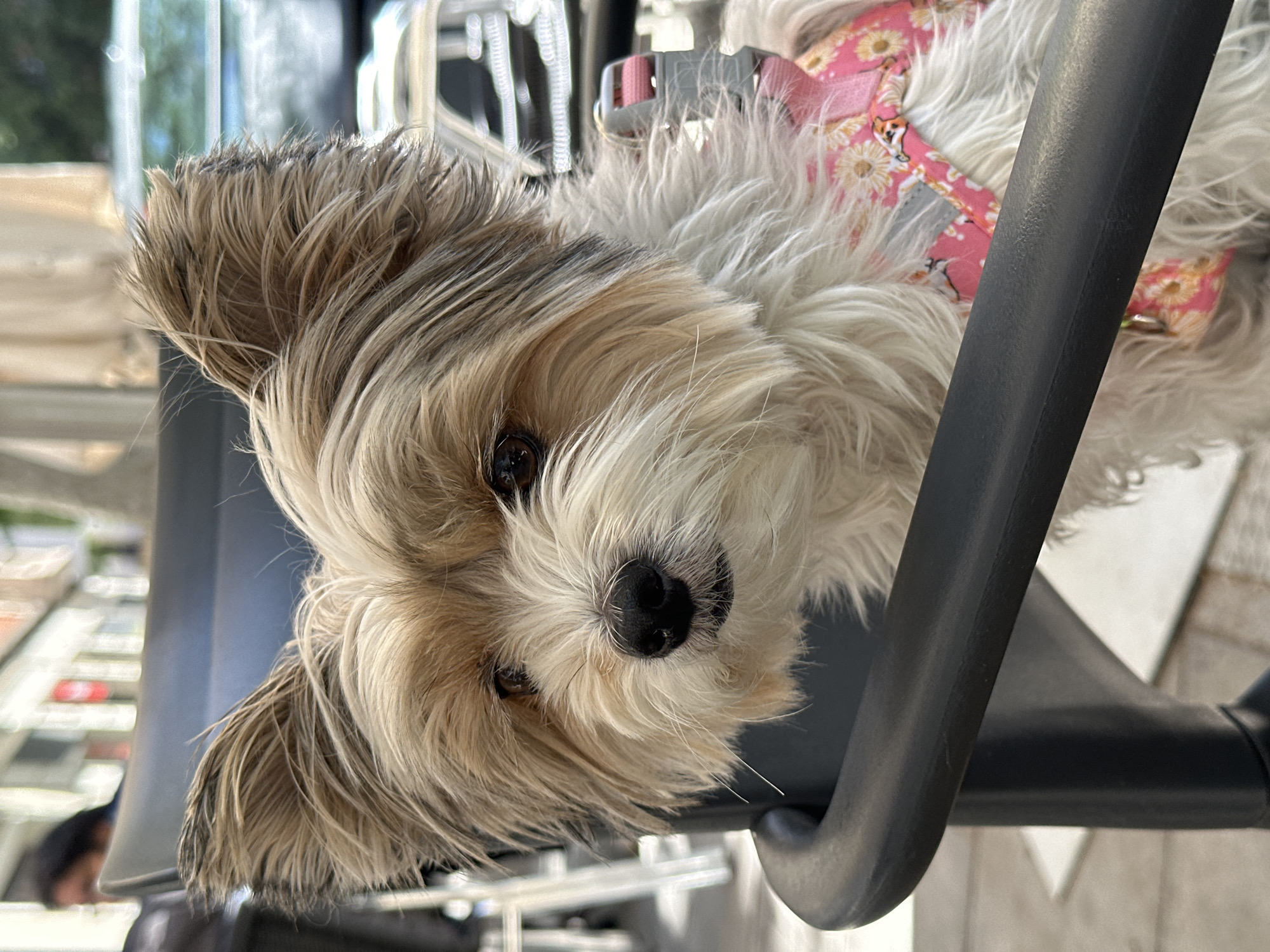 Small dog in floral harness rests on chair in Barcelona