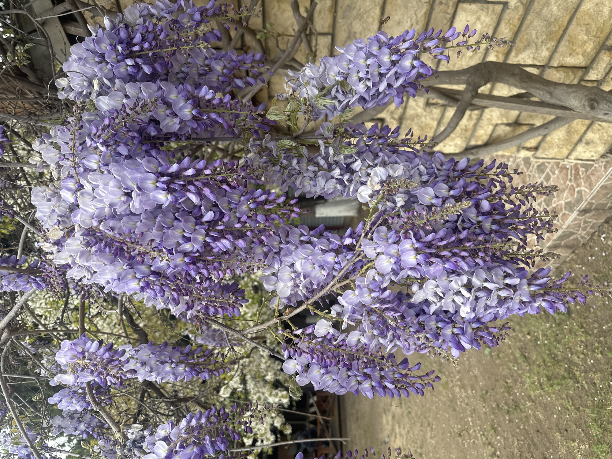 Wisteria blooms observed in full display in Tbilisi