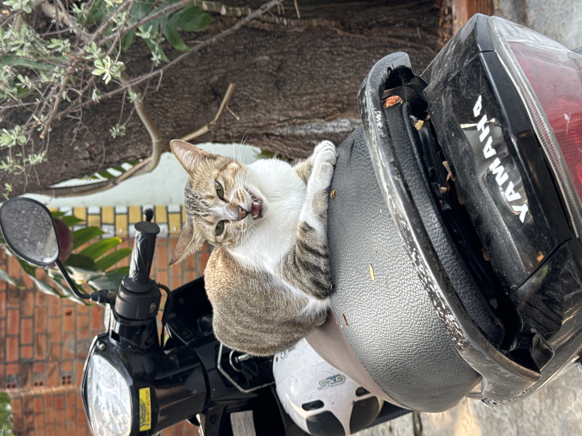 Cat Claims Motorcycle Seat in Vietnam Coastal Town