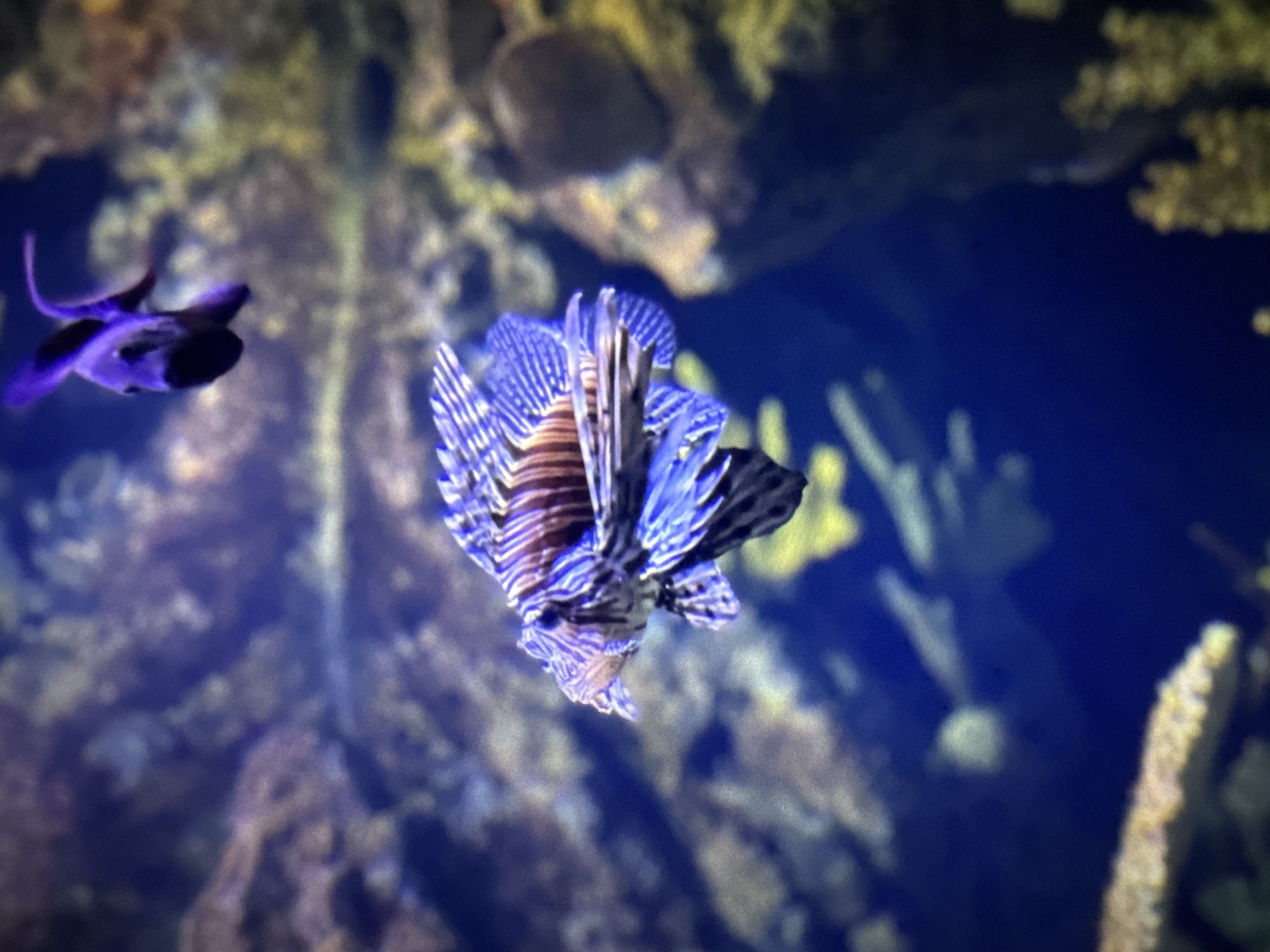 Evening moments captured in Cherven Breg: aquarium, portraits, dusk