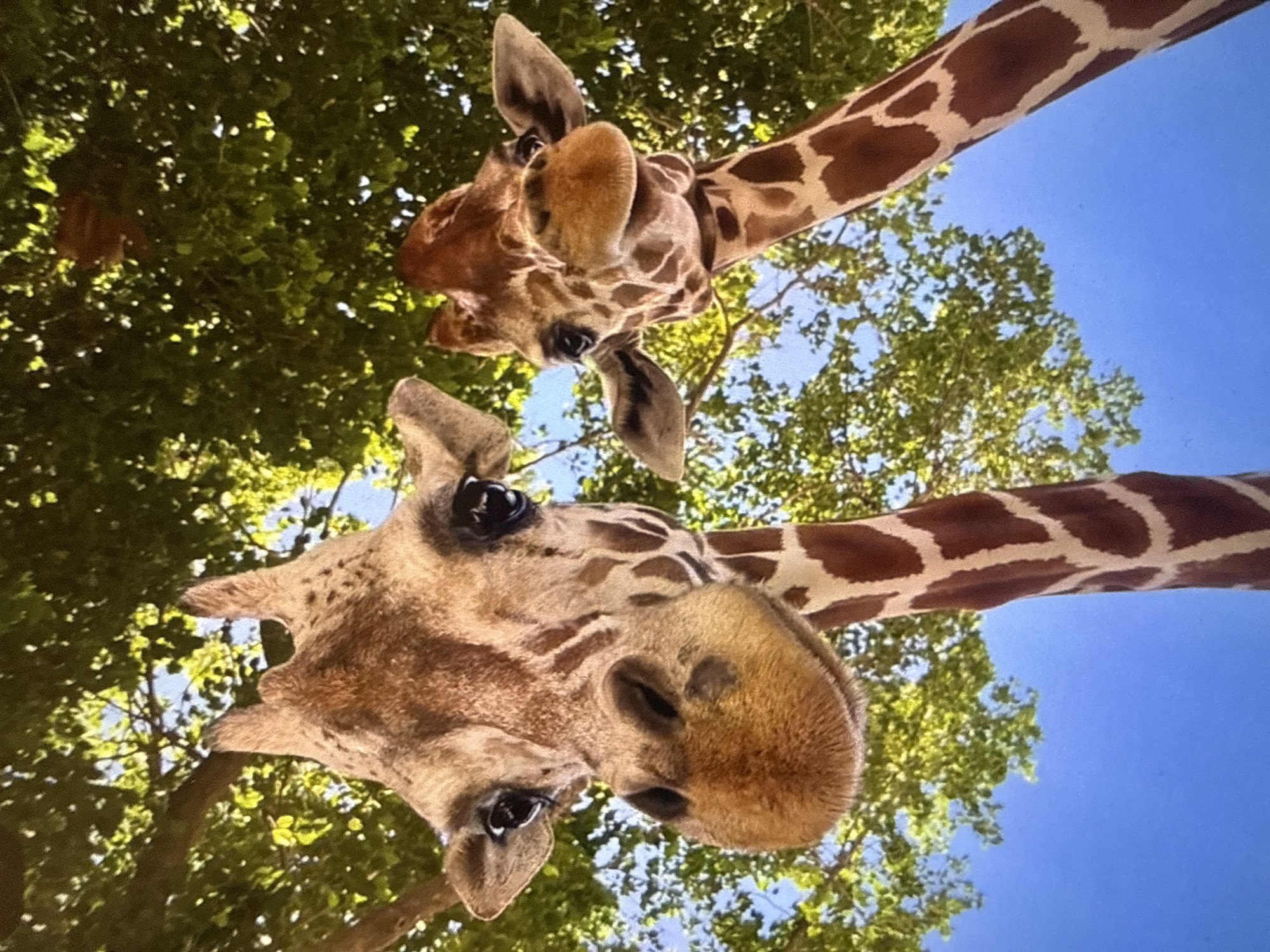 Mixed daily scenes captured across Varna: giraffes, cooking, cars