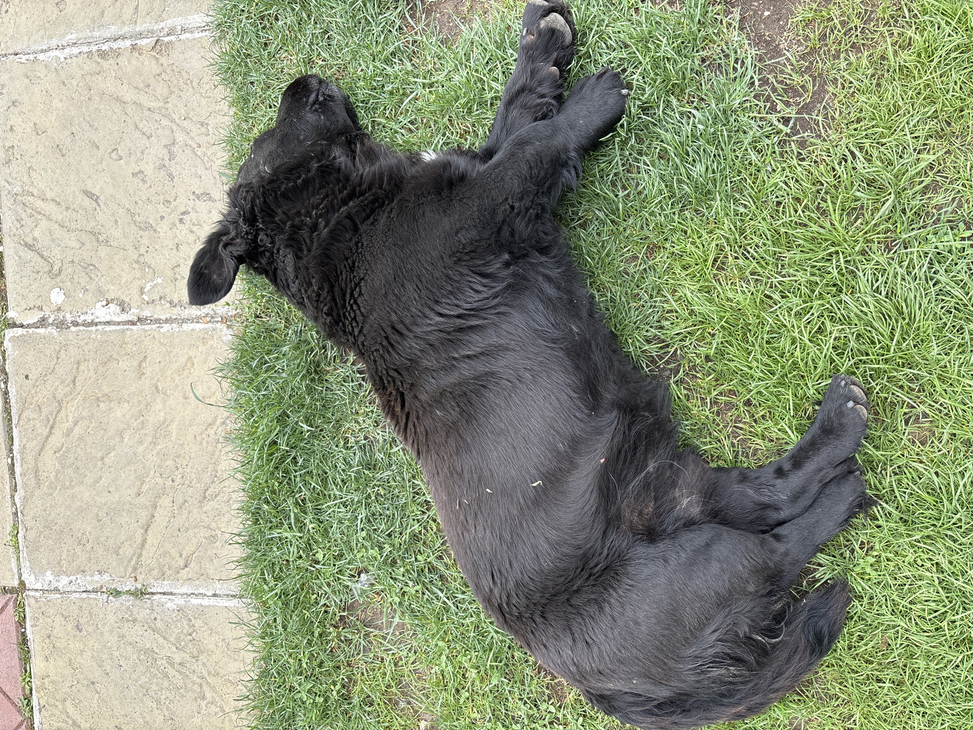Black dog rests on grass near paving stones
