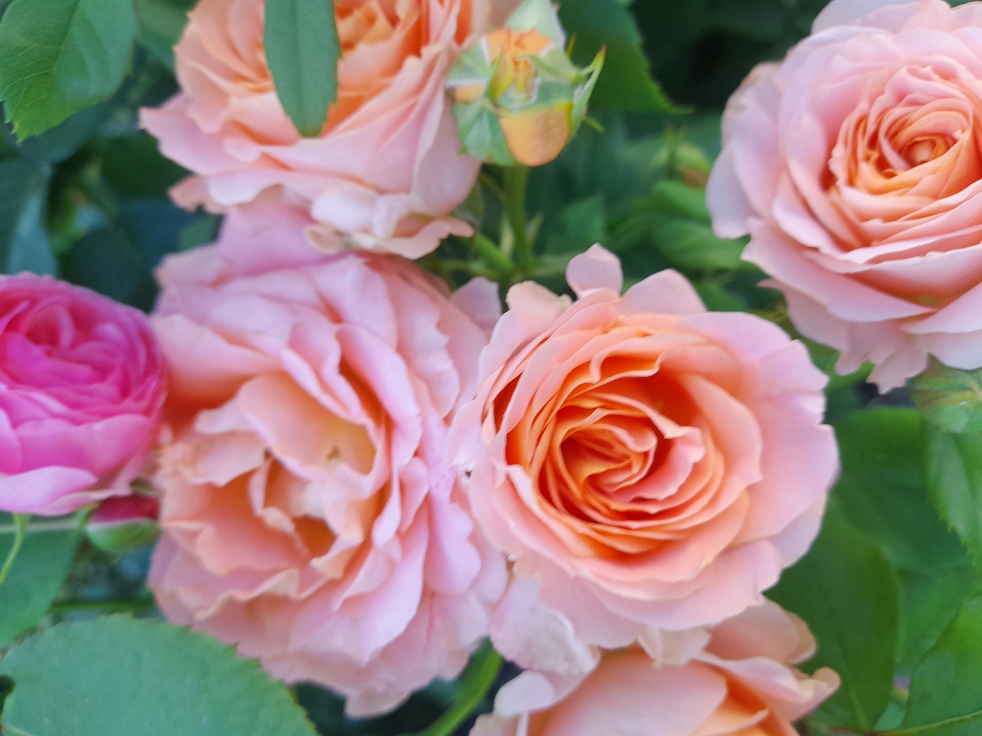 Close-up rose garden shots from Myrhorod, Ukraine