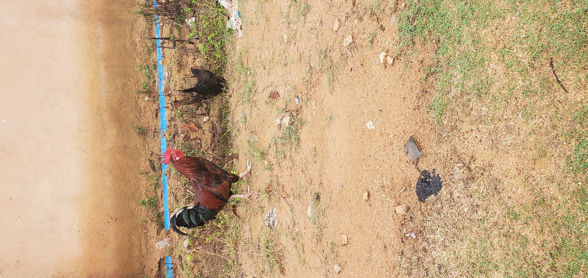 Chickens and a lemon in a Jos backyard, morning