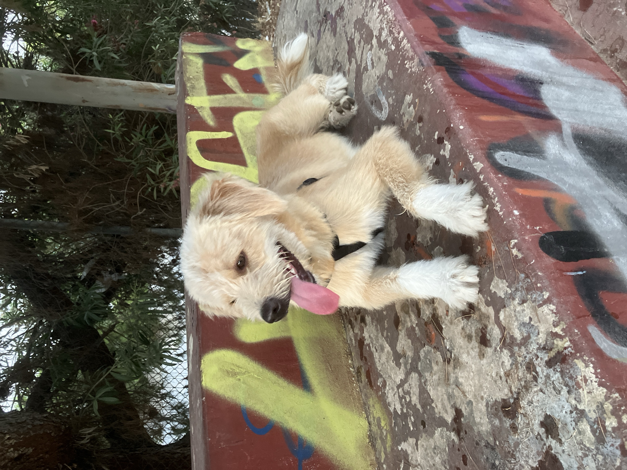 Relaxed dog resting on graffiti concrete in Paleo Faliro