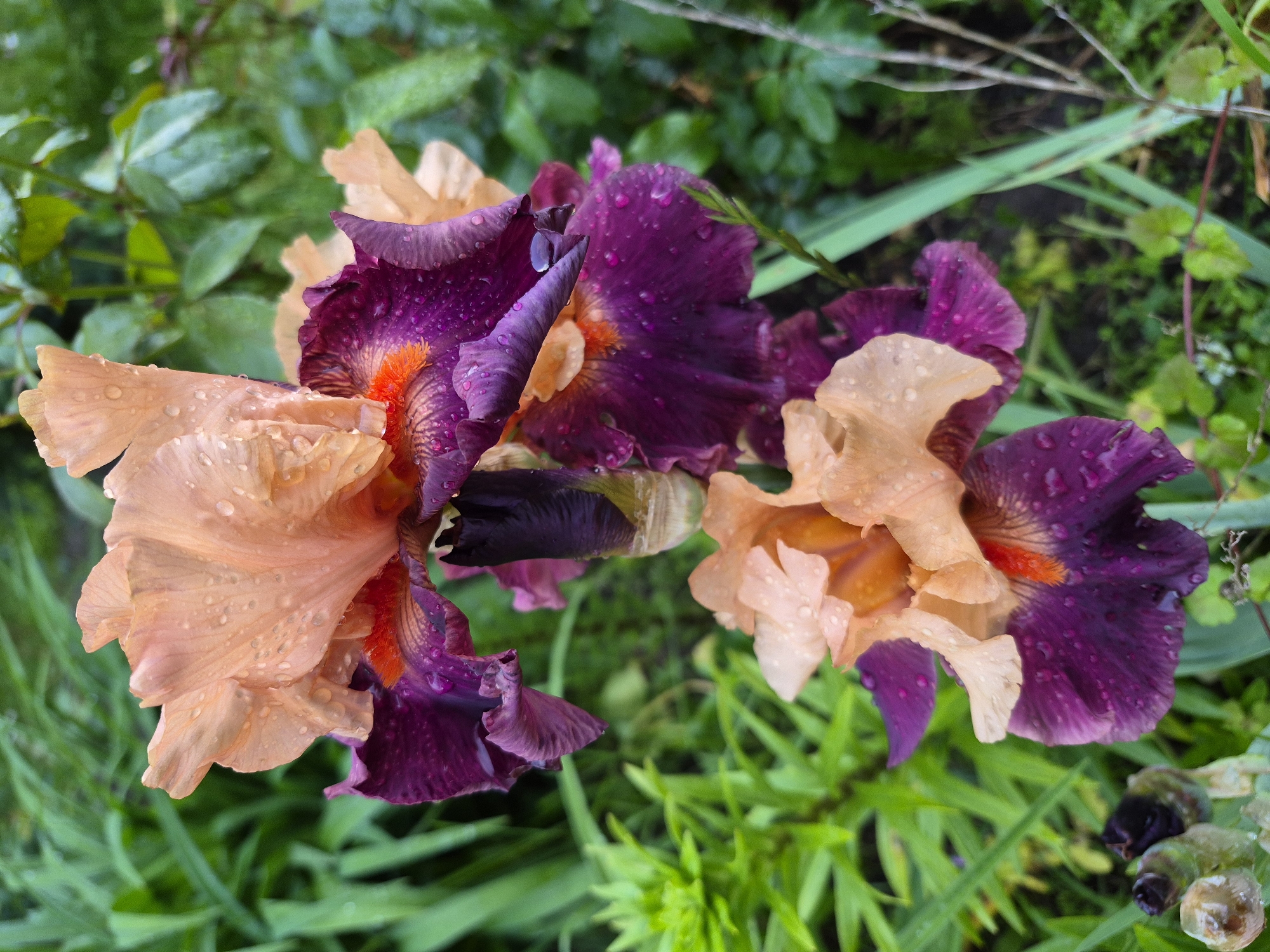 Garden tour captures wet flowers and cats in Hlevakha