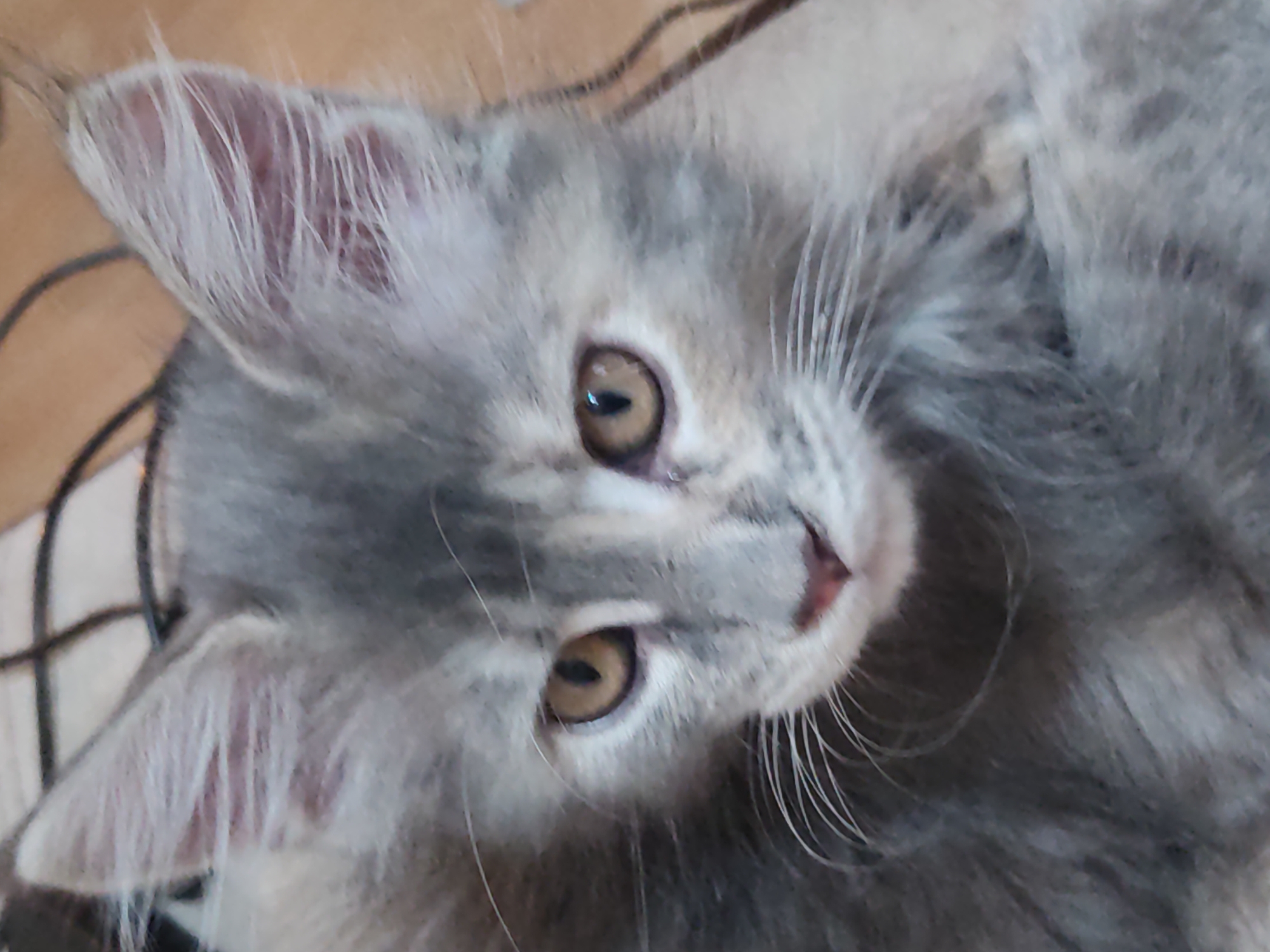 Witness captures quiet domestic moments with kitten, garden, electronics work