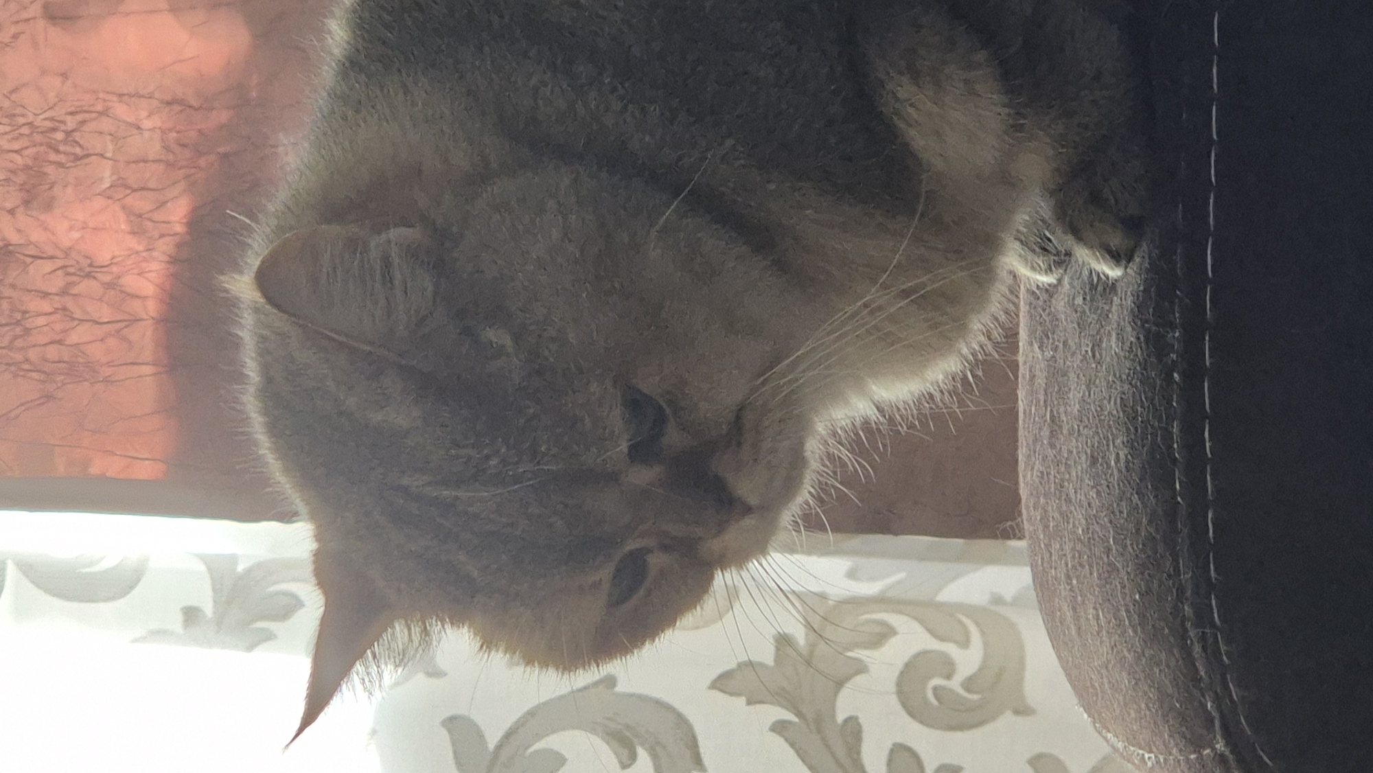 Tabby cat photographed hanging upside down in Kemerovo