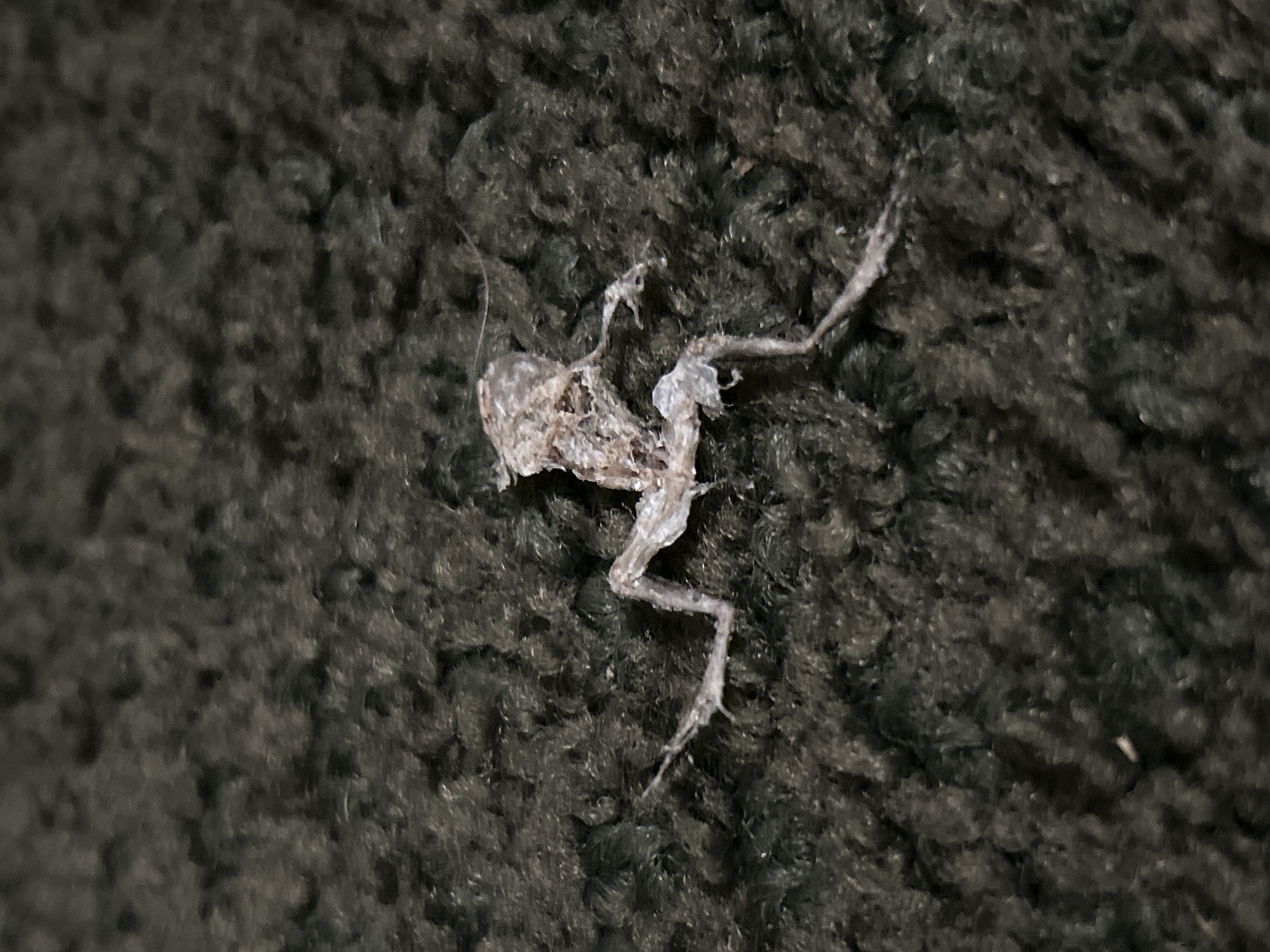 Dead frog found on fabric surface in Cape Coral