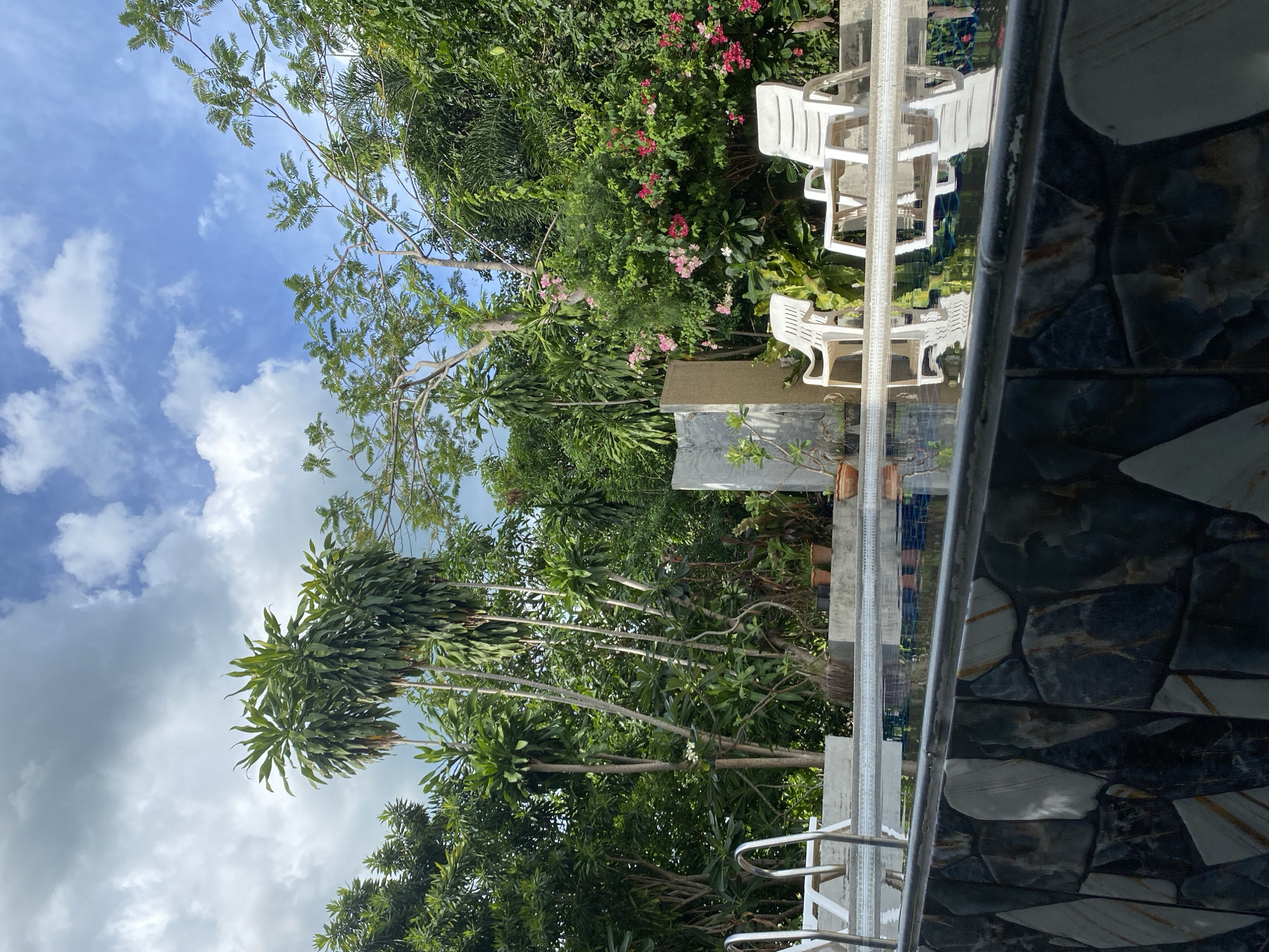 Lazy morning in a lush backyard with dogs, jackfruit, and oddities