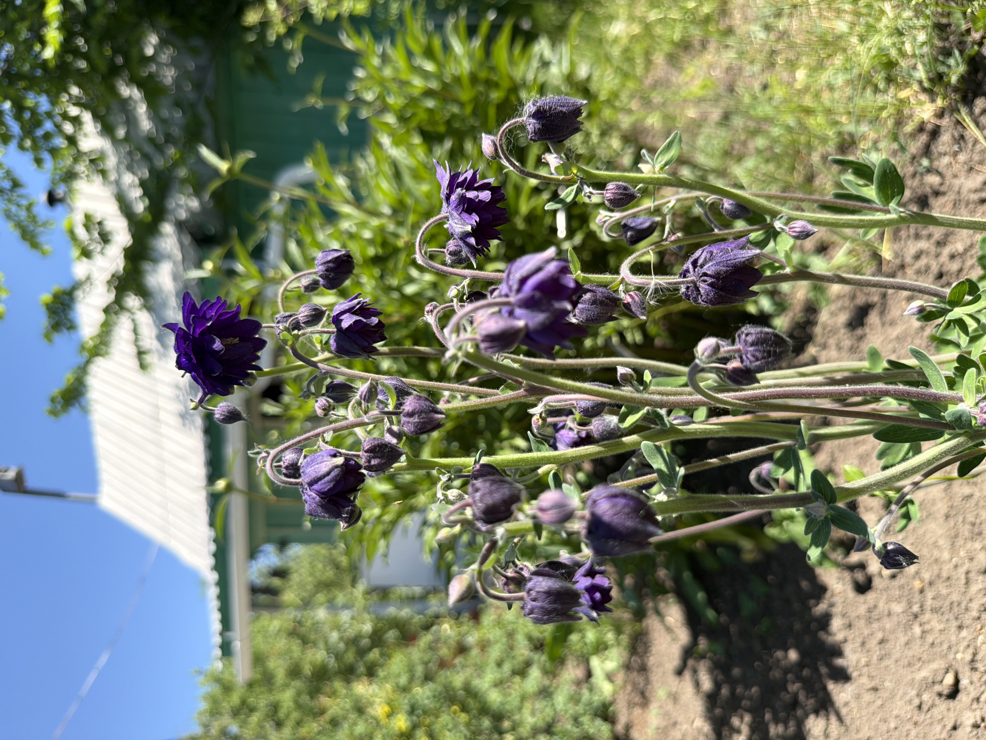 Dark purple columbine flowers bloom in garden bed