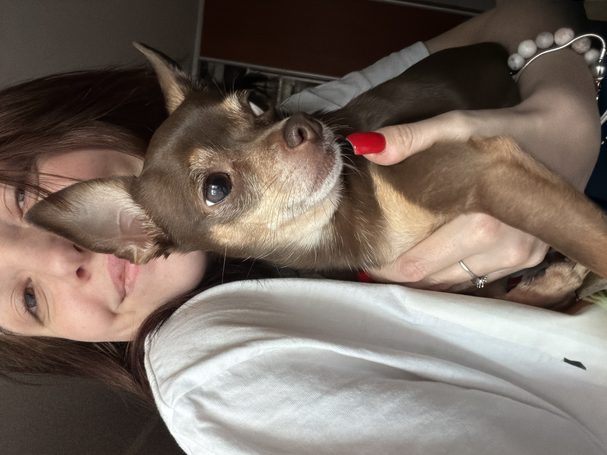 A chihuahua's lazy morning at home
