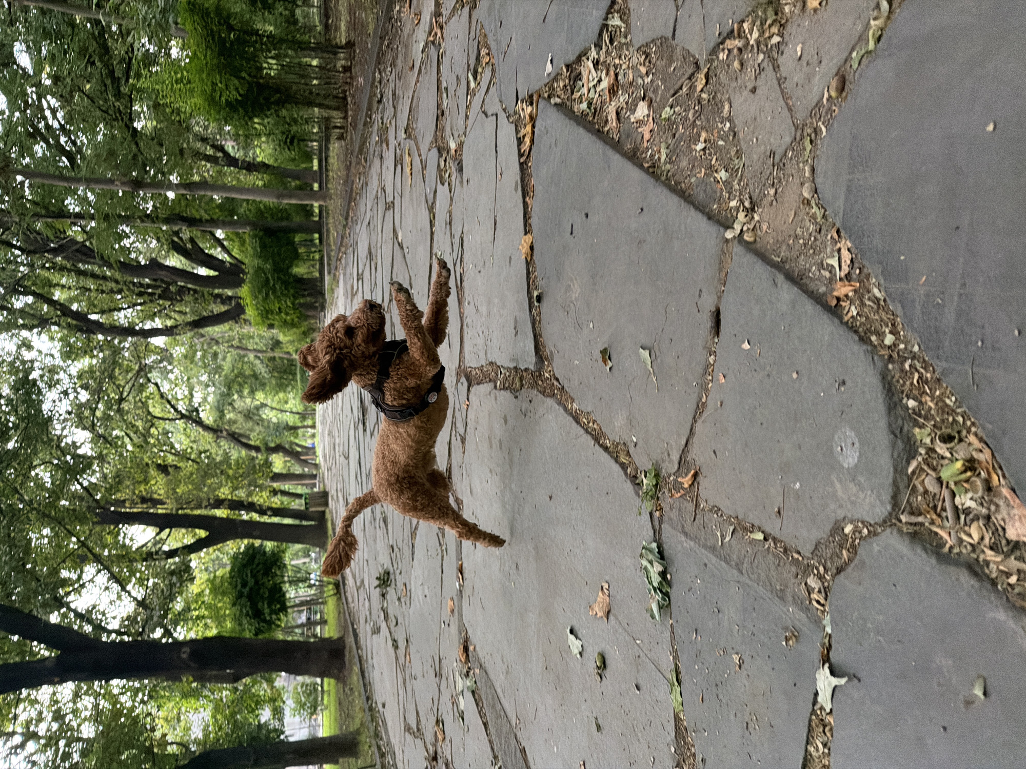 Poodle mix plays and explores a leaf-covered park path.