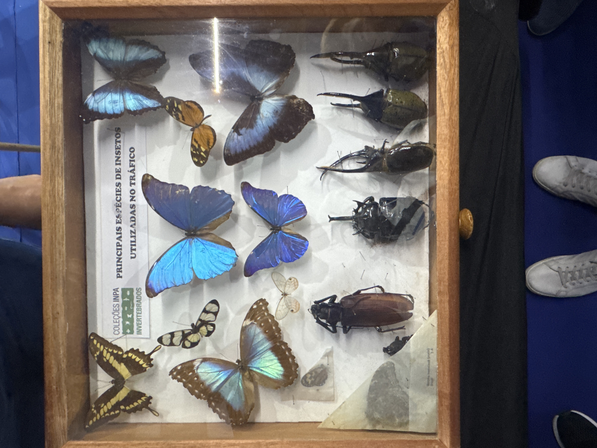 Afternoon at a natural history museum in Niterói