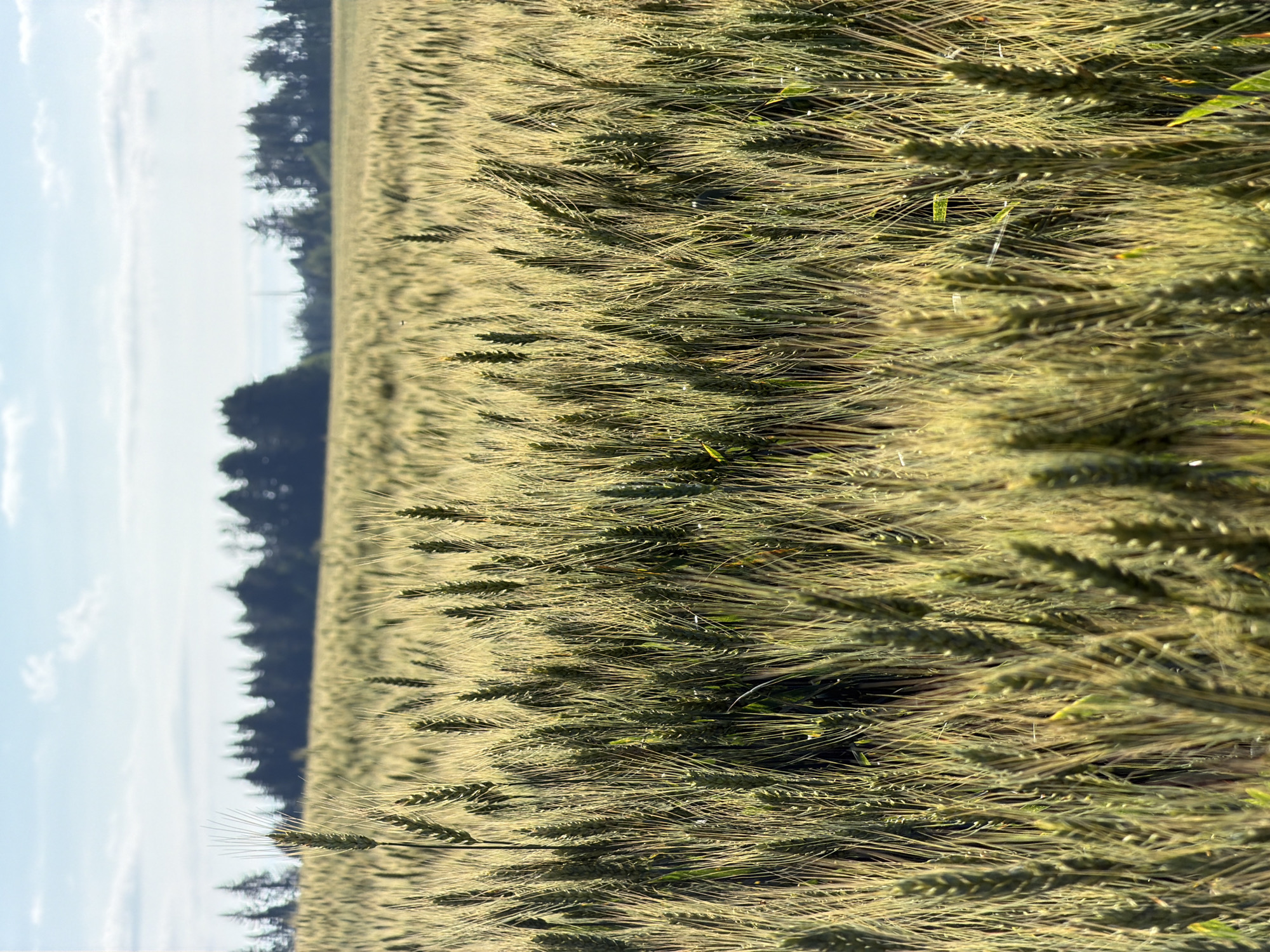 Wheat field near ripening, Podshivalovo, midsummer