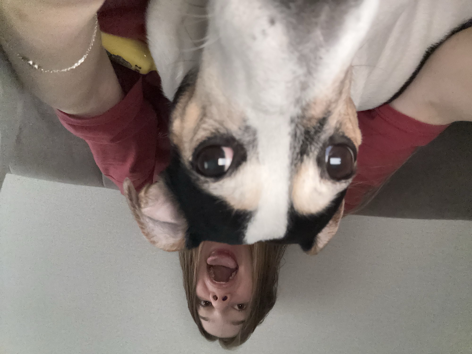 Playful indoor moments with tri-colored dog on couch