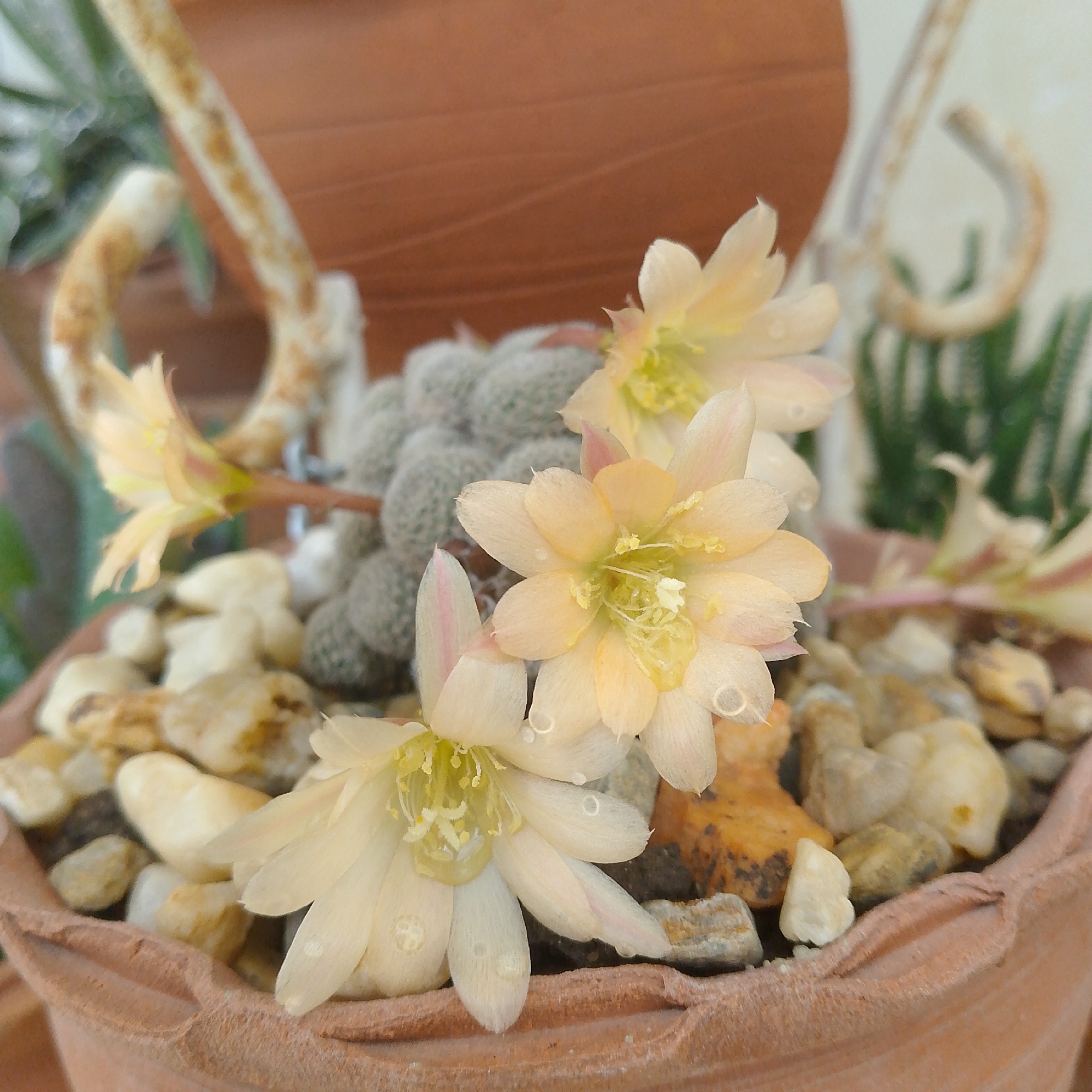 Botanical photography session captures flowering cacti and succulents in Venezuela