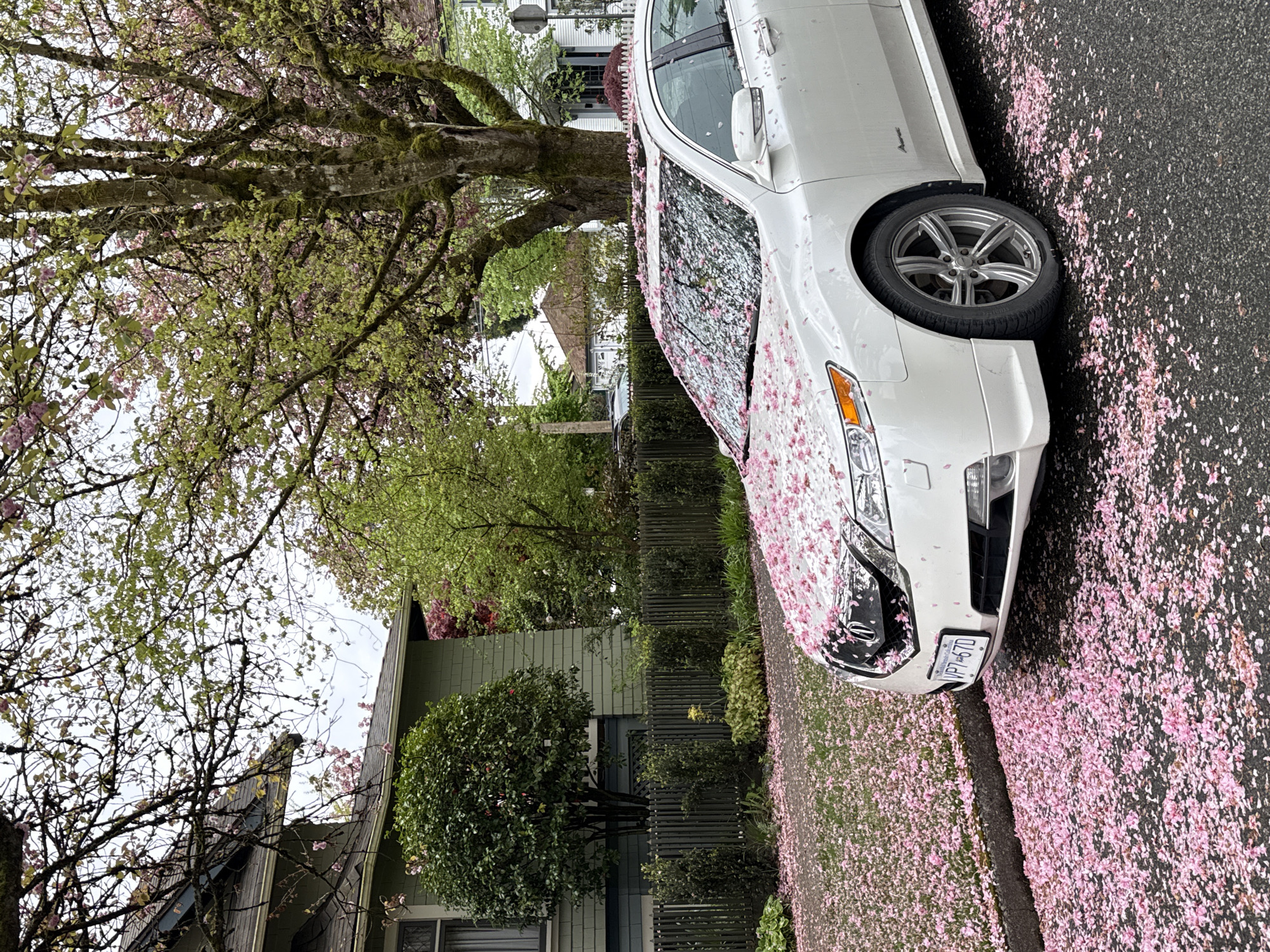 Spring cherry blossoms bloom on New Westminster residential street
