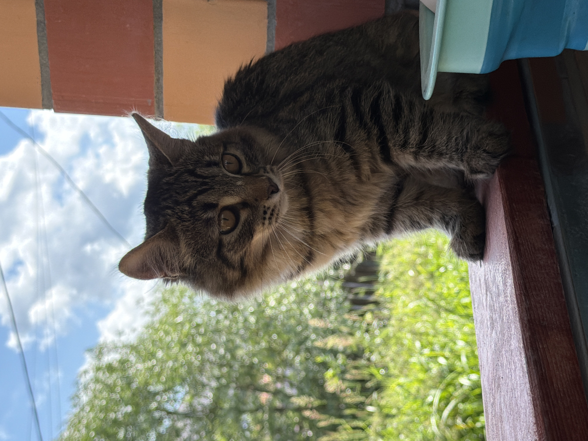 Cats, garden life, and open skies on a summer morning in Shumki
