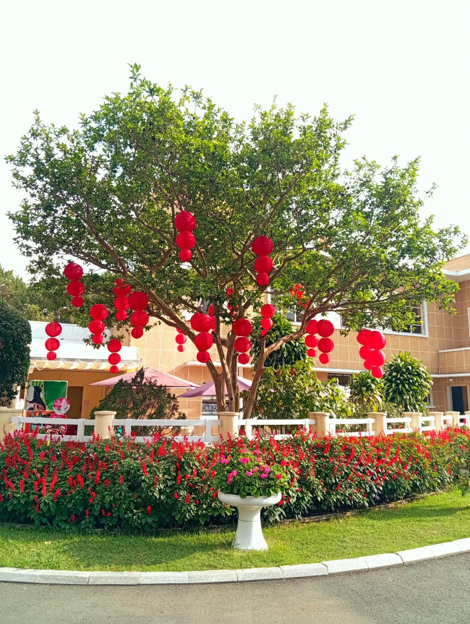 Spring garden displays captured across Da Lat park landscapes