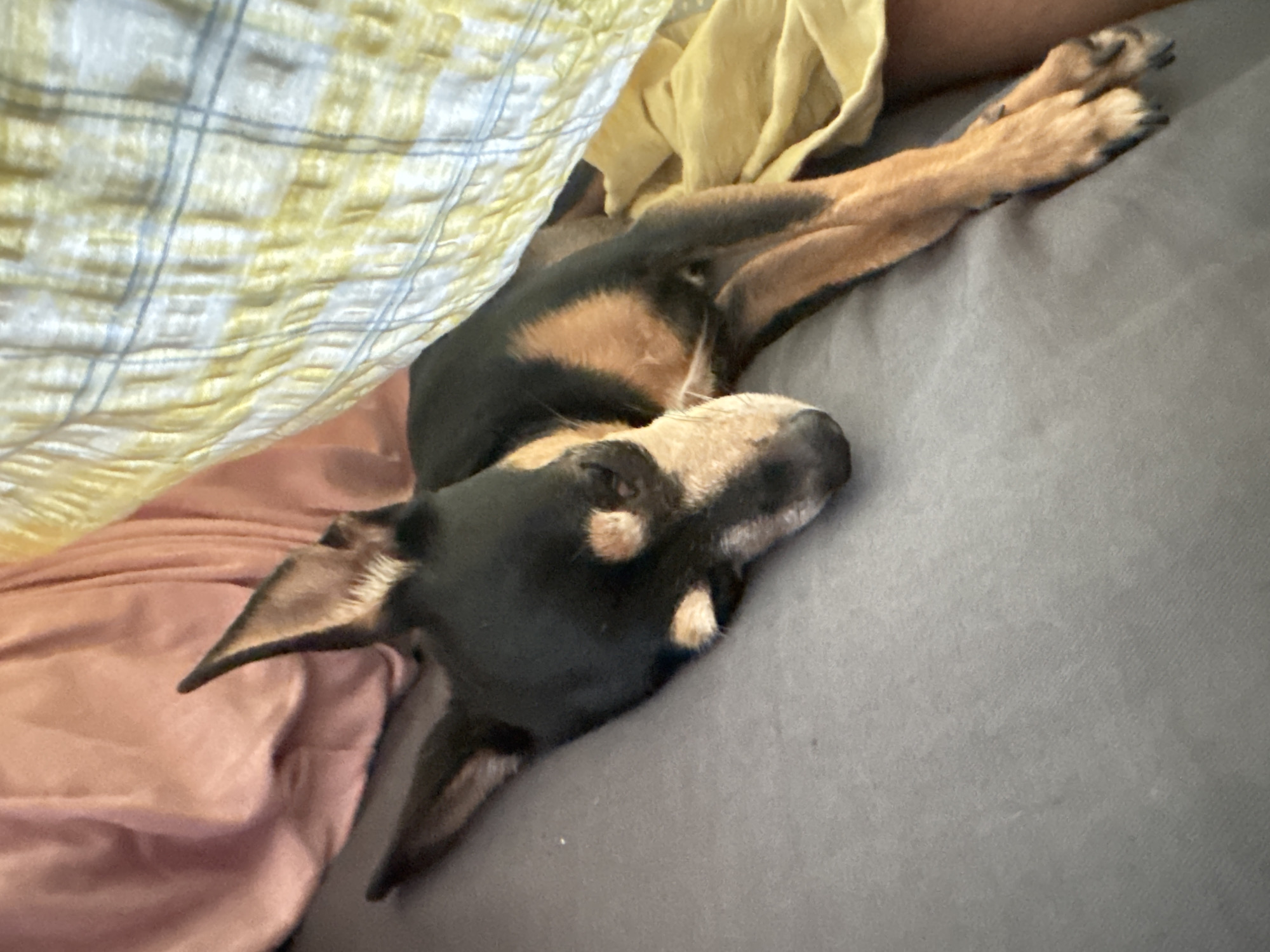 Miniature Pinscher sleeps in on a Sofia morning