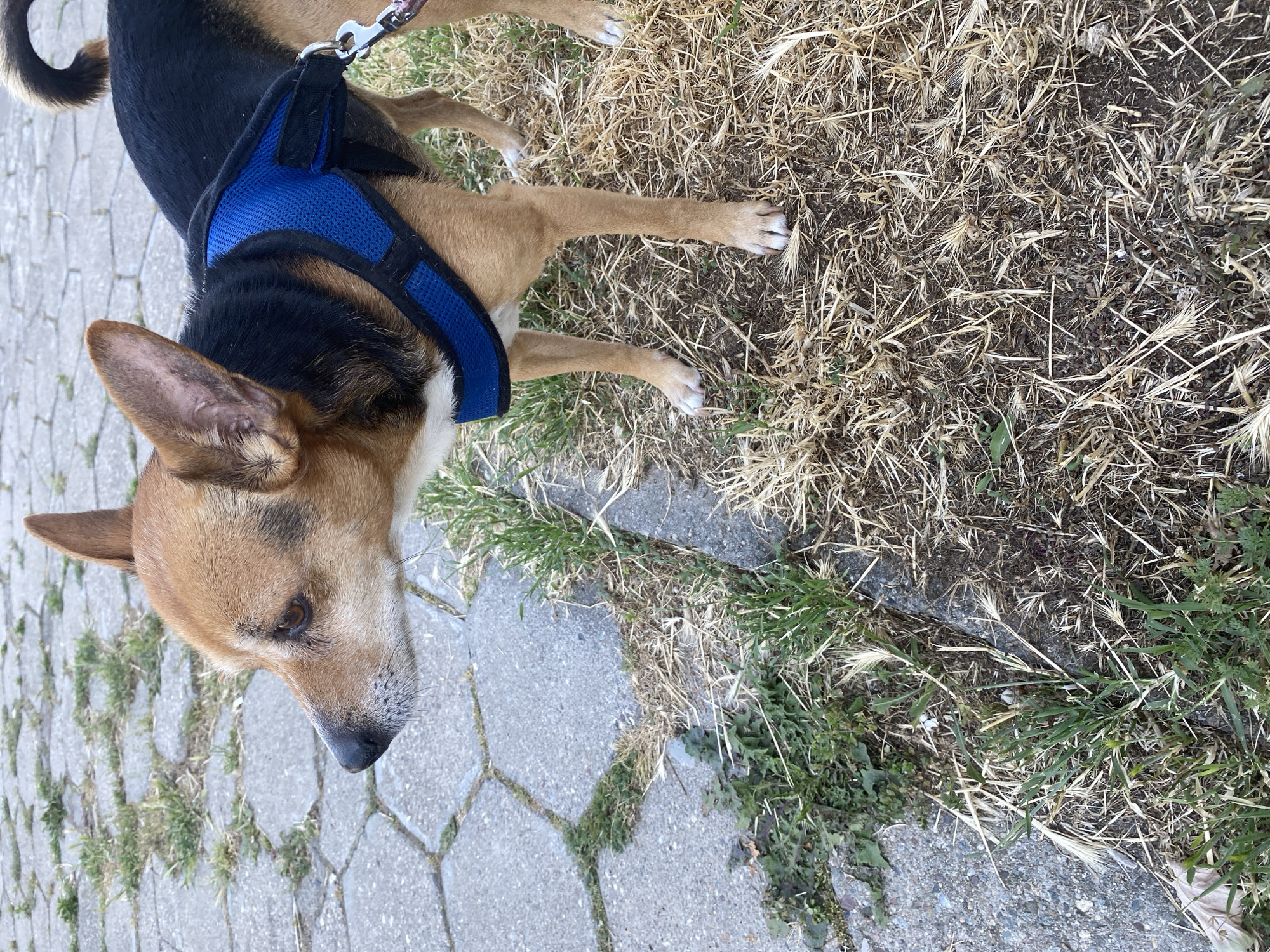 Morning dog walks and daily life documented in Bulgaria