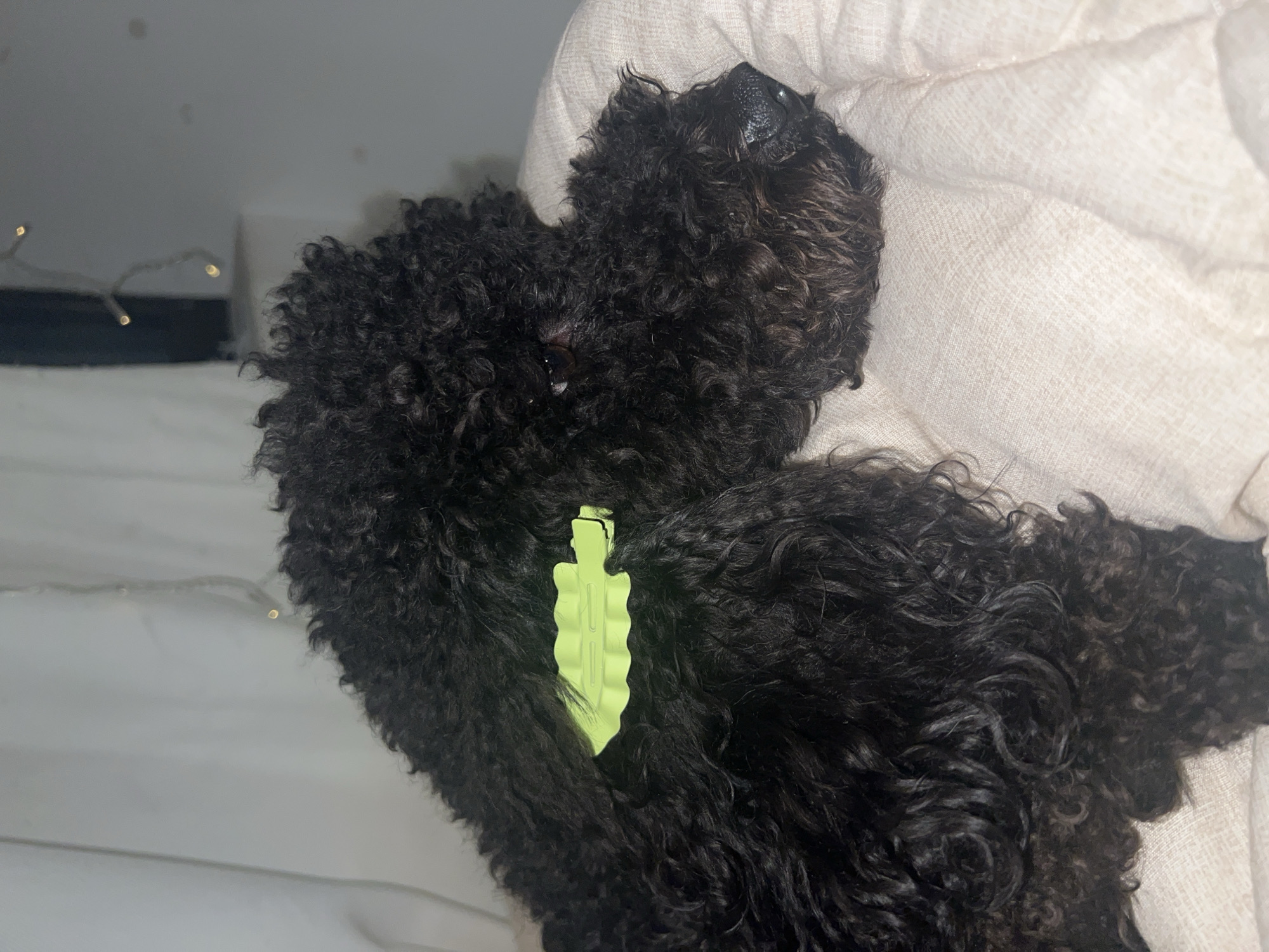 Black poodle photographed in casual indoor moments in Sofia