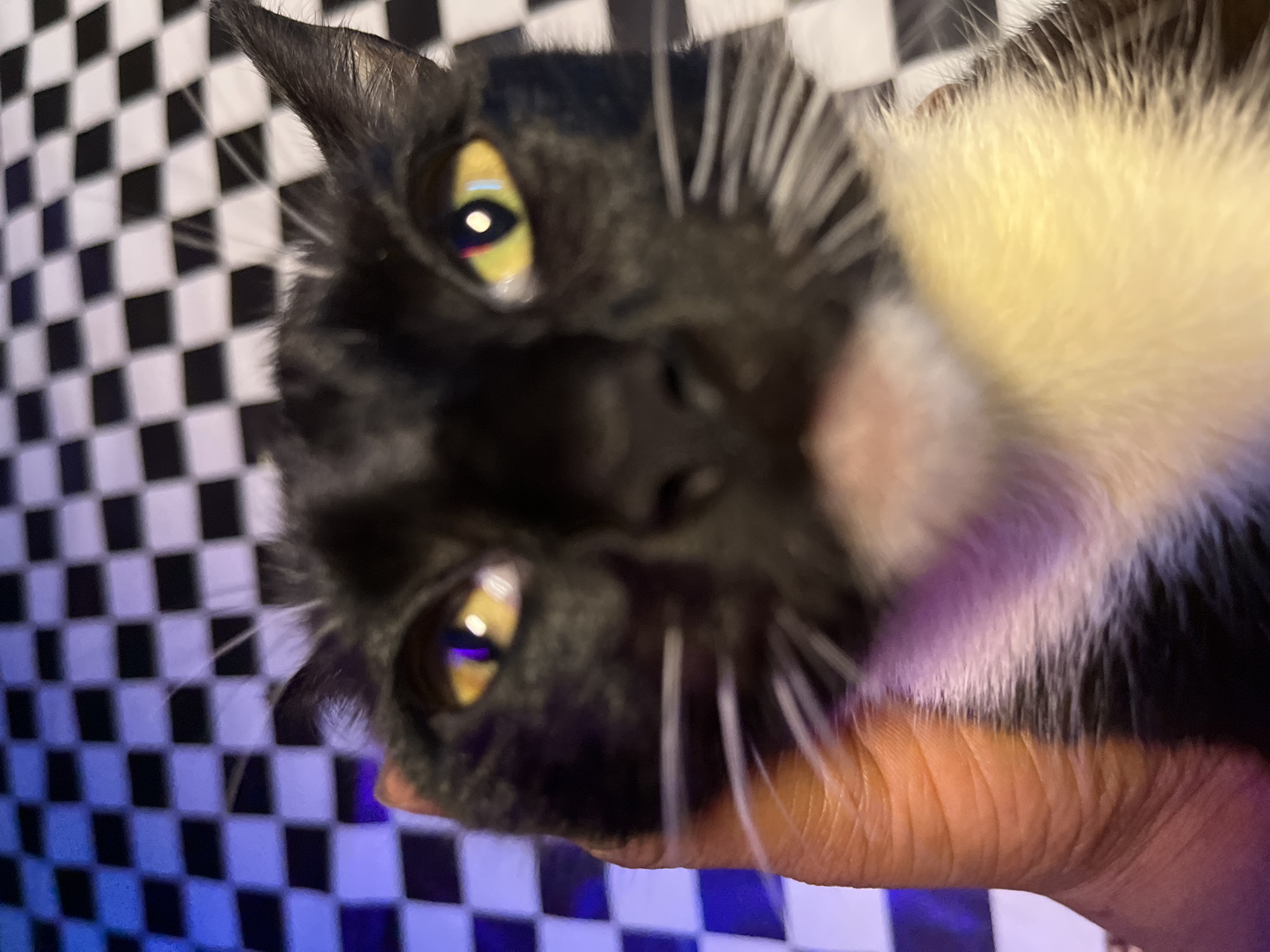 Person holds black and white cat in close-up photos