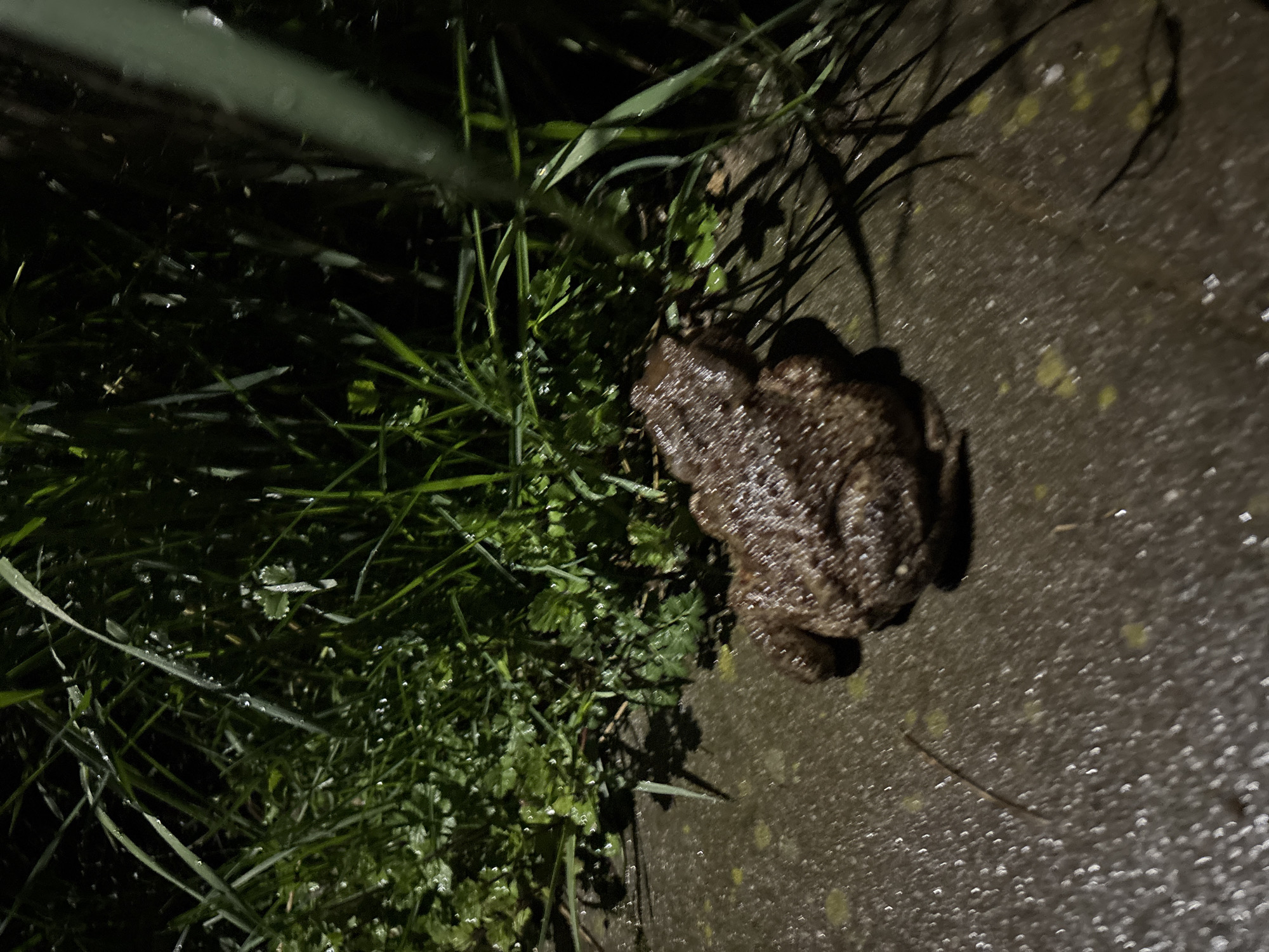 Toad spotted on wet street in Bulgarian town