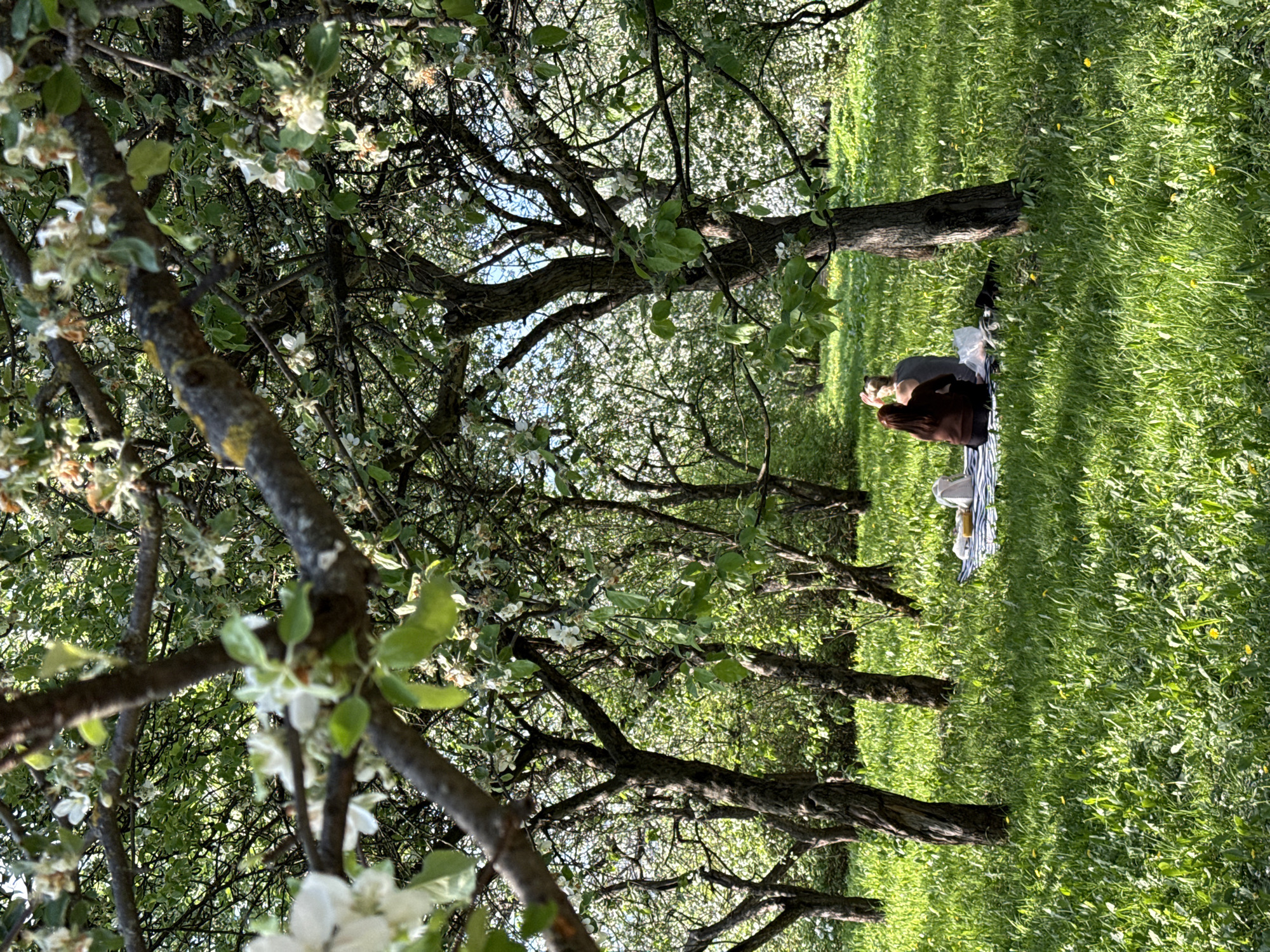 Spring afternoon scenes captured in blooming Moscow park