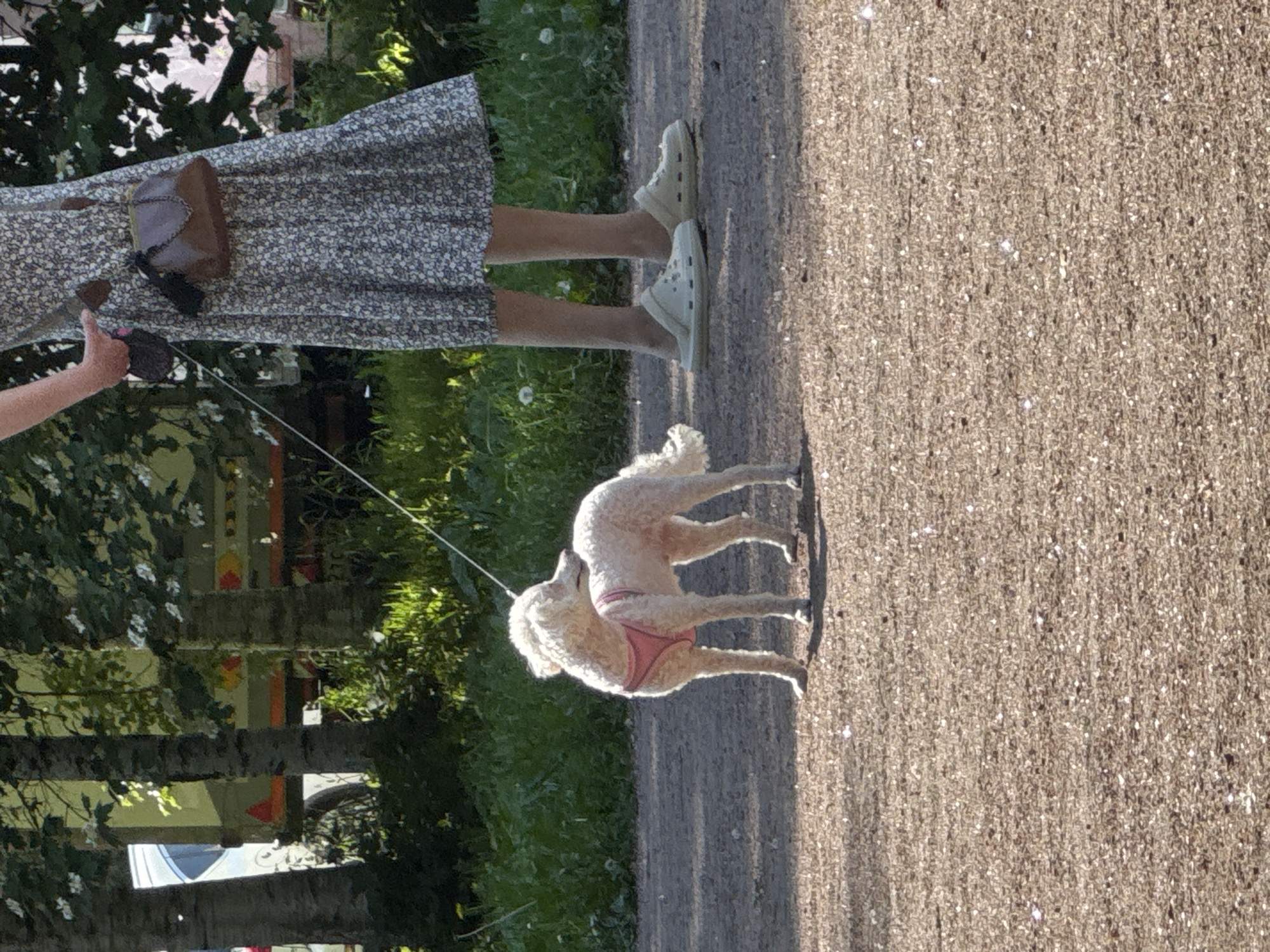 Dog walker strolls through Saint Petersburg park on sunny afternoon