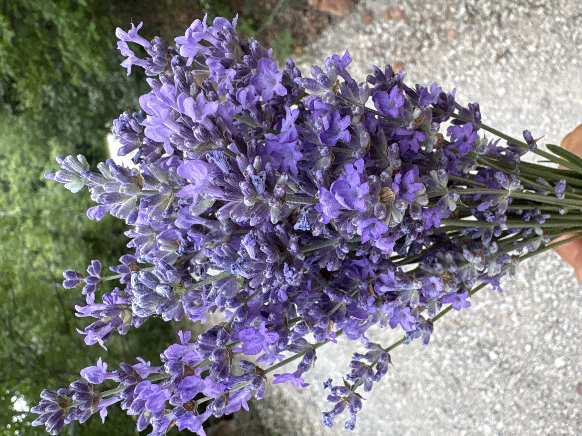 Lavender in hand at Malyi Mayak, Crimea