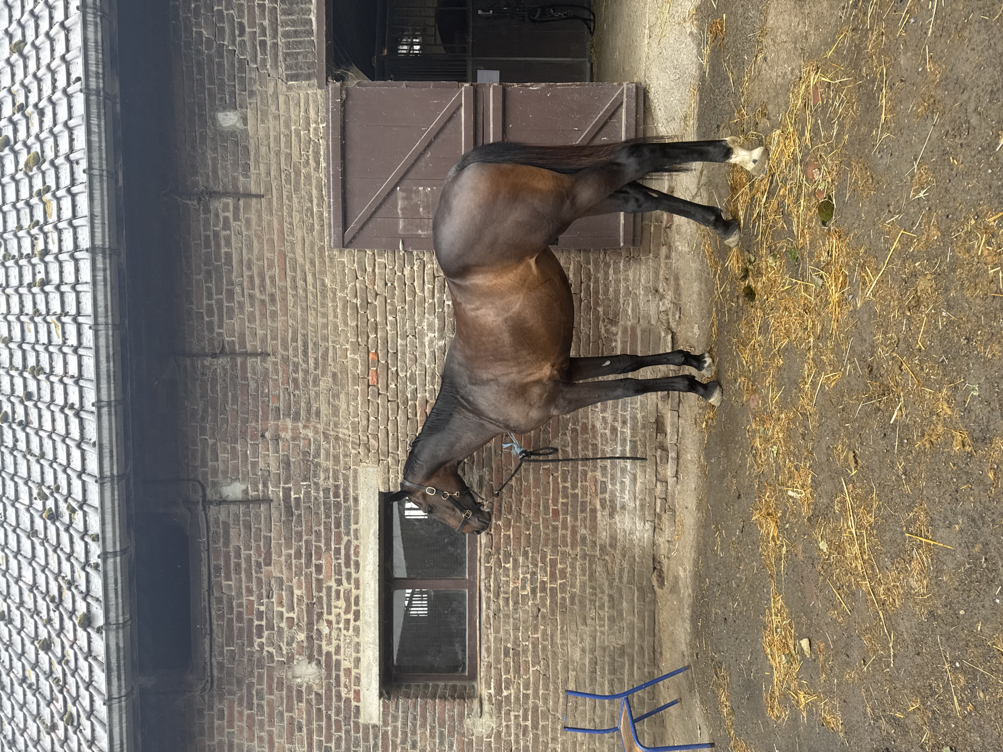 Horses observed at Belgian stable during afternoon hours