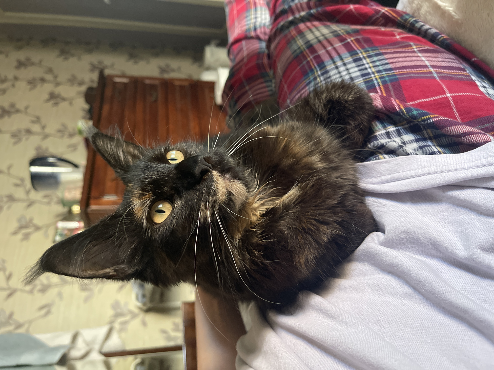 Cats and their people, hanging out in Varna