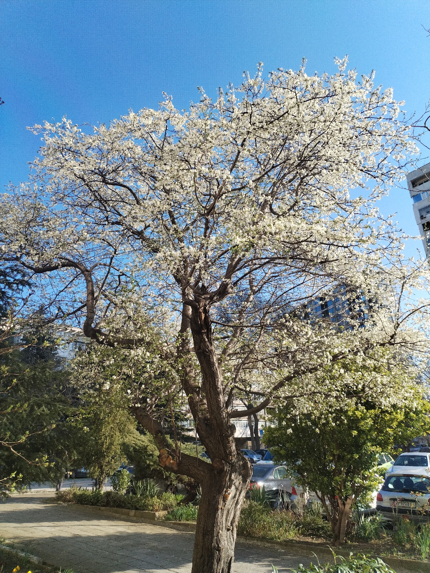 White-flowering tree blooms in Varna, Bulgaria