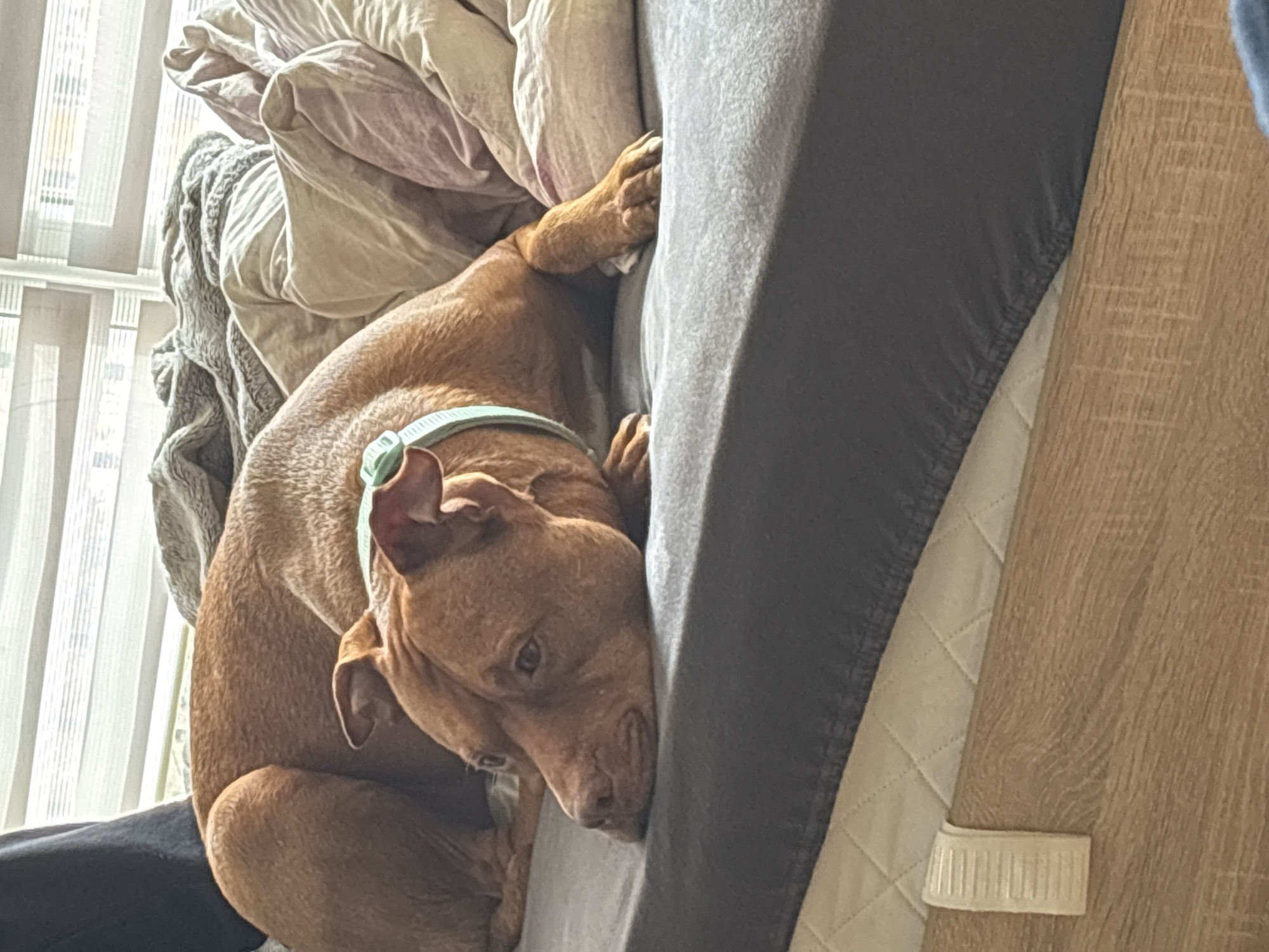 Brown dog rests on bed in Sofia home