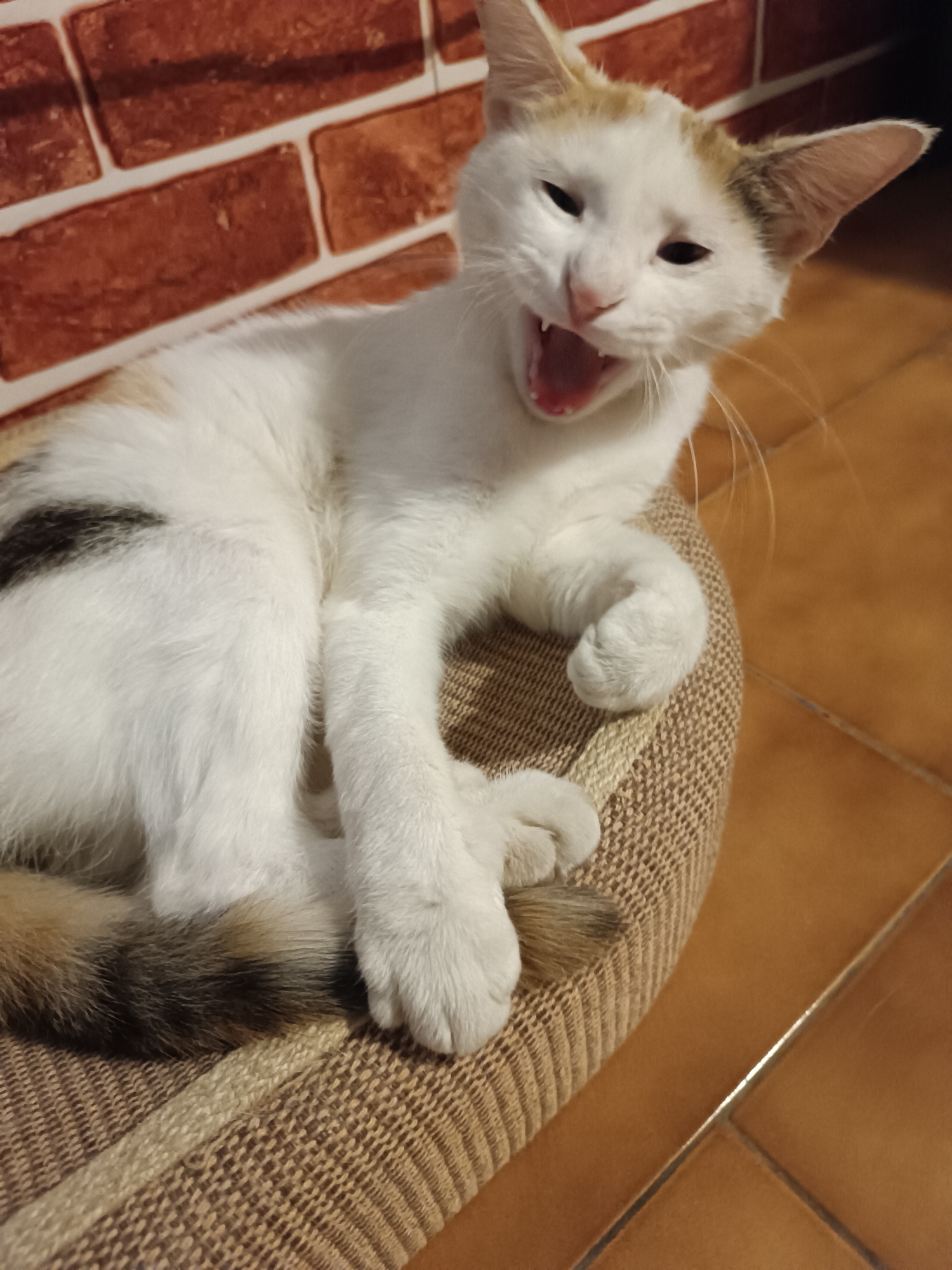 Domestic cats documented during rainy afternoon in Viadana, Italy