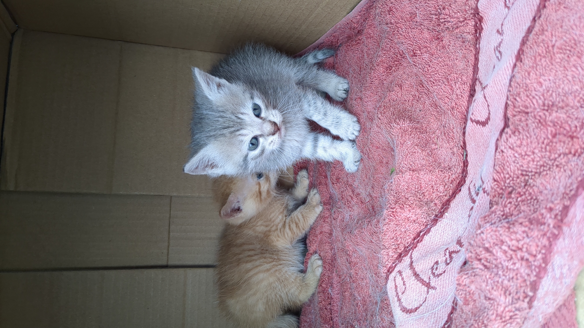 Cats and kittens gather near makeshift shelters in Ukraine