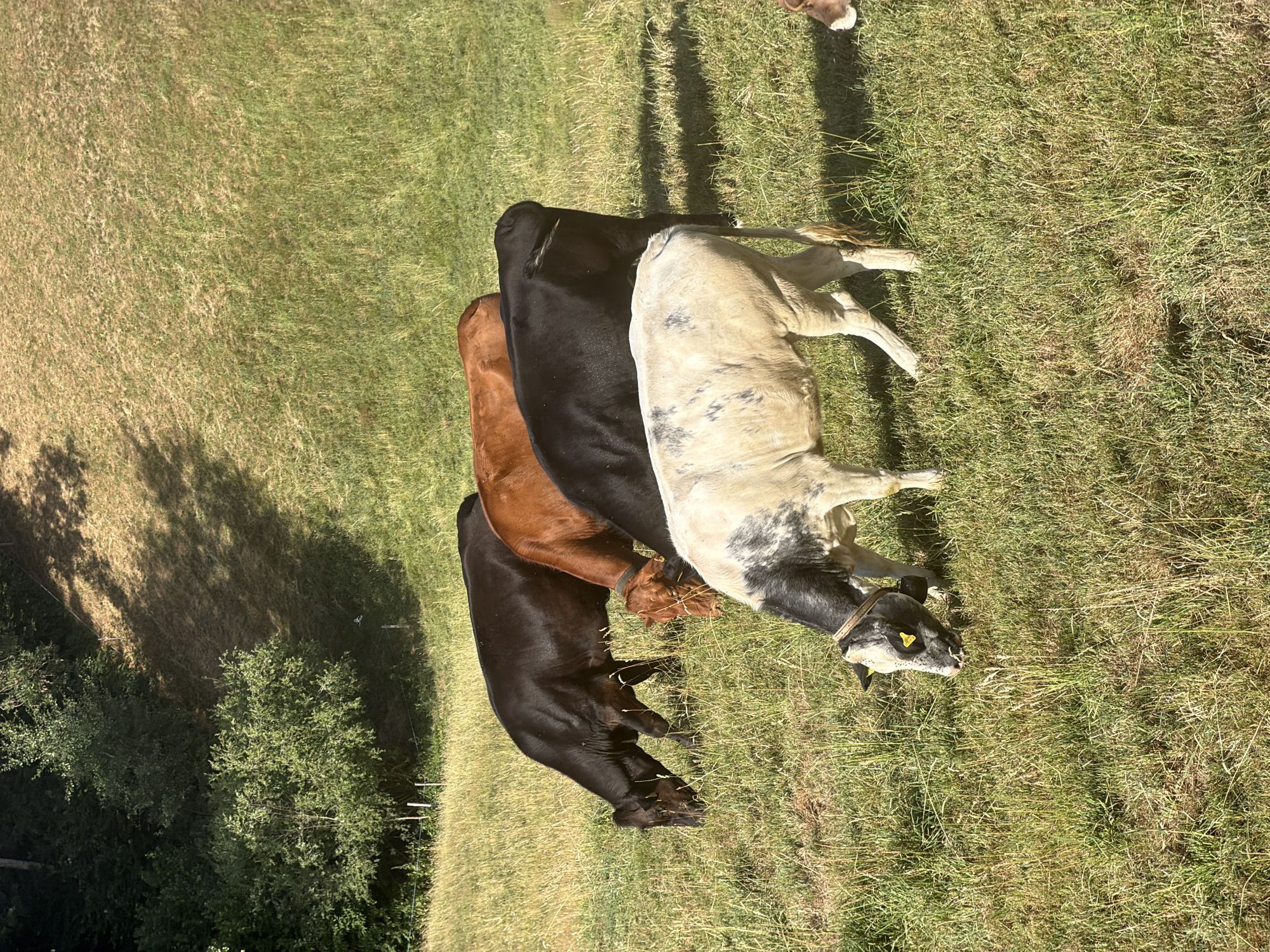 Cattle grazing across sunny Swiss pastures in Ufhusen