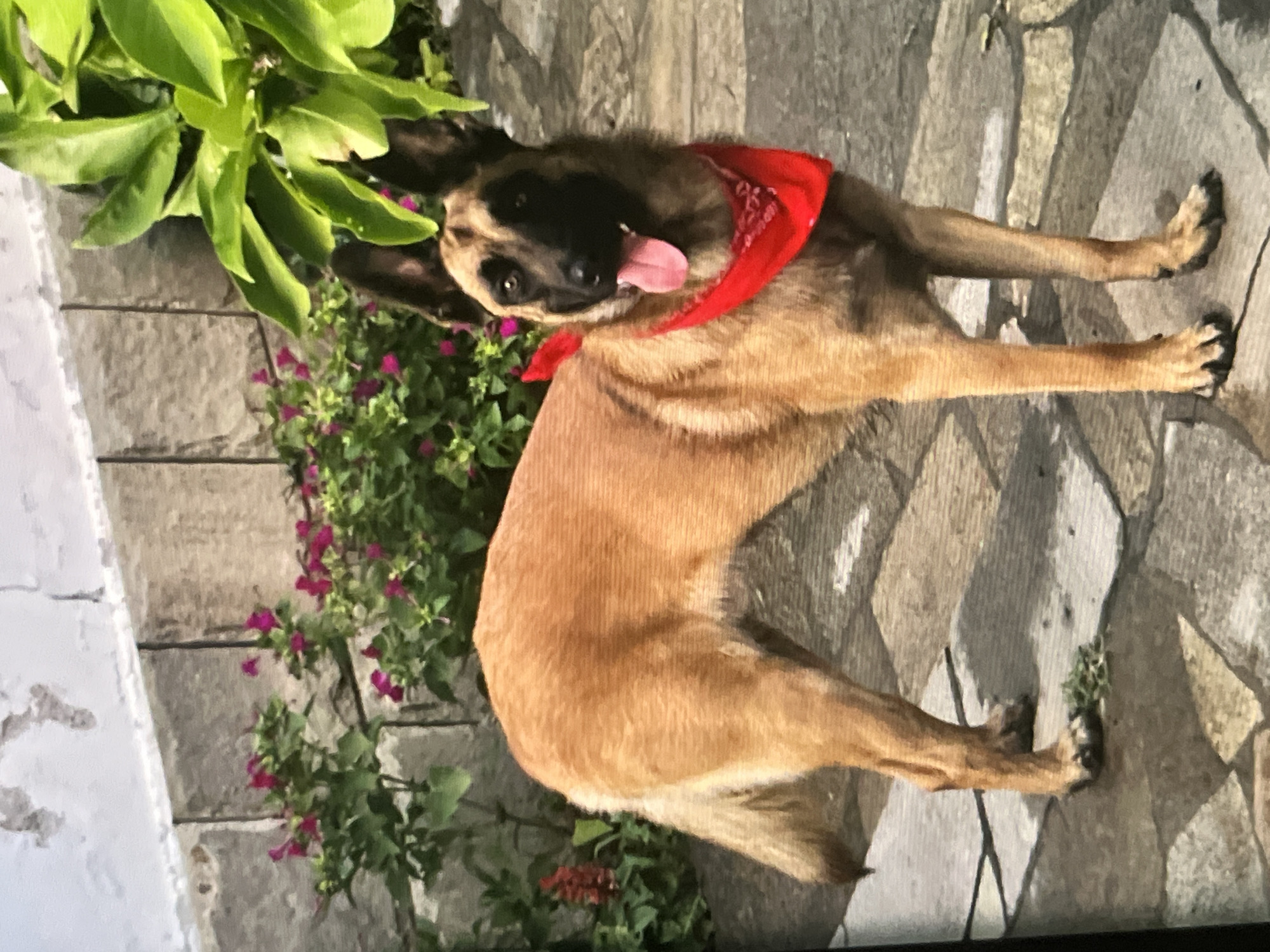 Belgian Malinois with red bandana out on a Pazardzhik evening