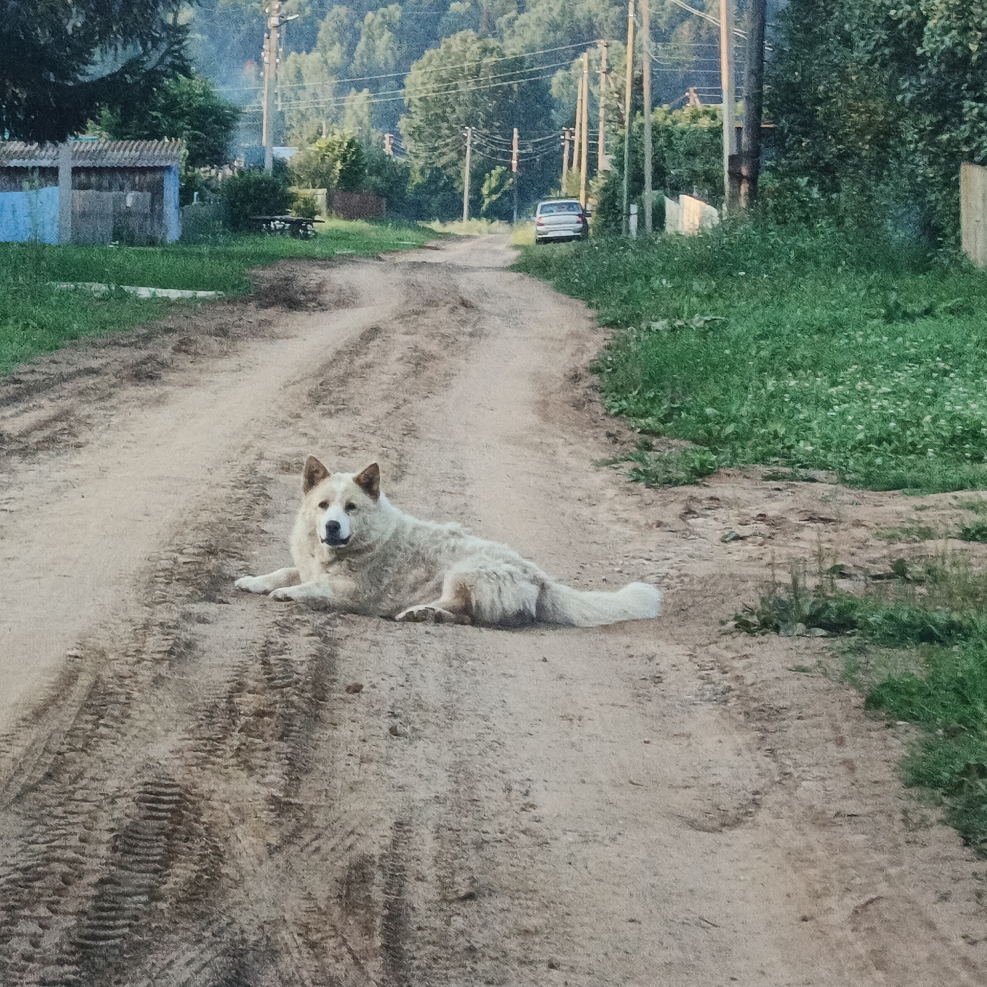 Quiet afternoon in a small Russian village with animals and dirt roads