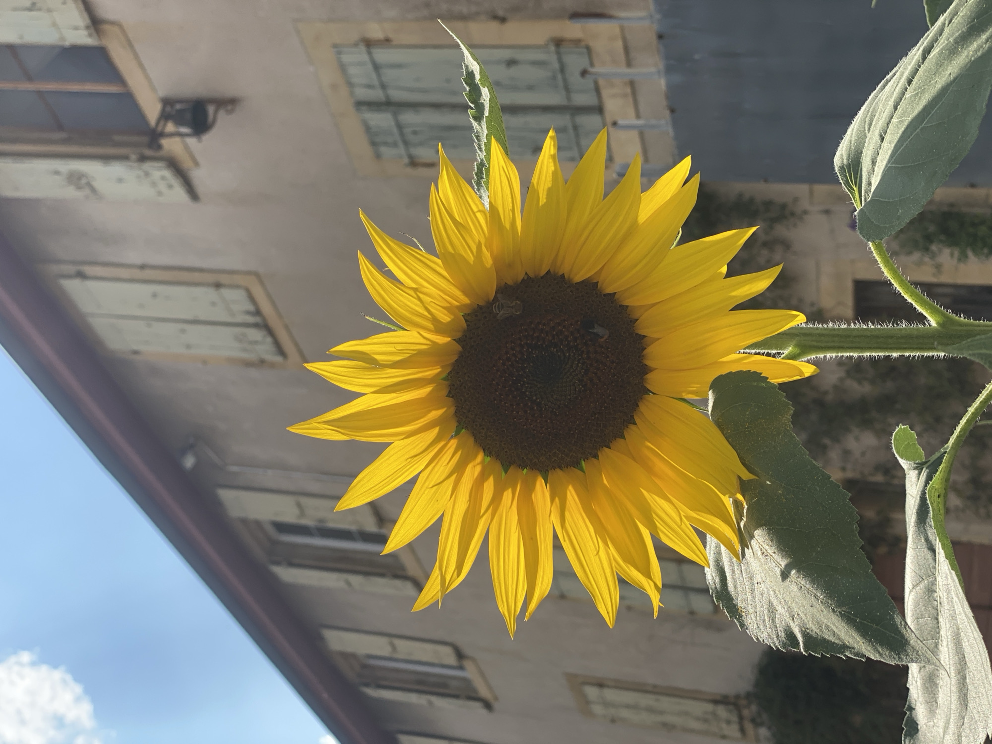 Sunflowers, fountains, and architecture in Milvignes, Switzerland