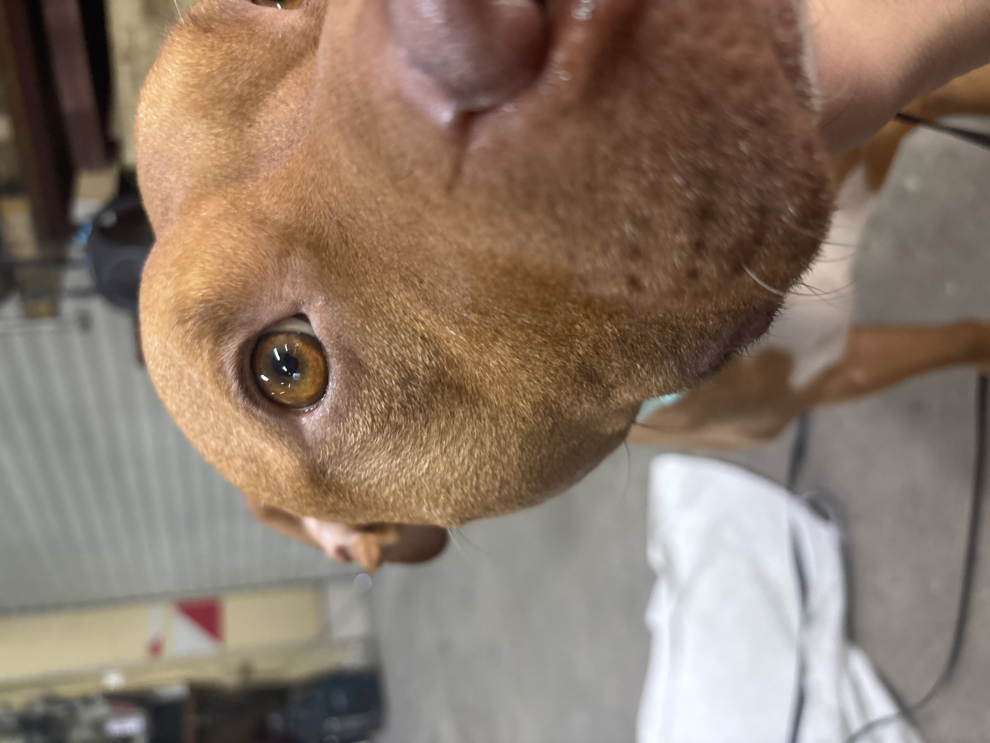 Sofia resident documents pet dog and car engine maintenance