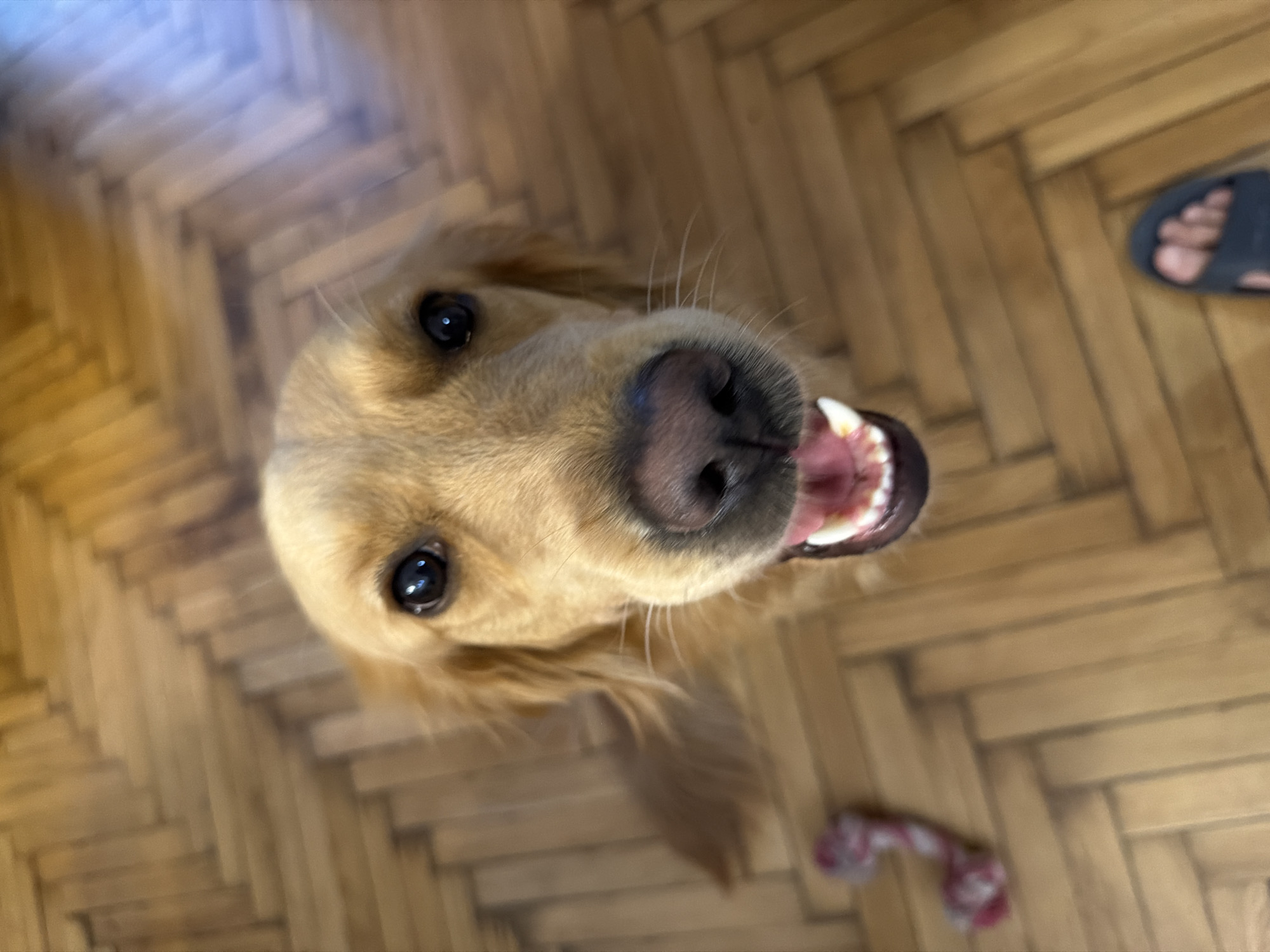 Golden retriever on parquet floor, tongue out, full eye contact