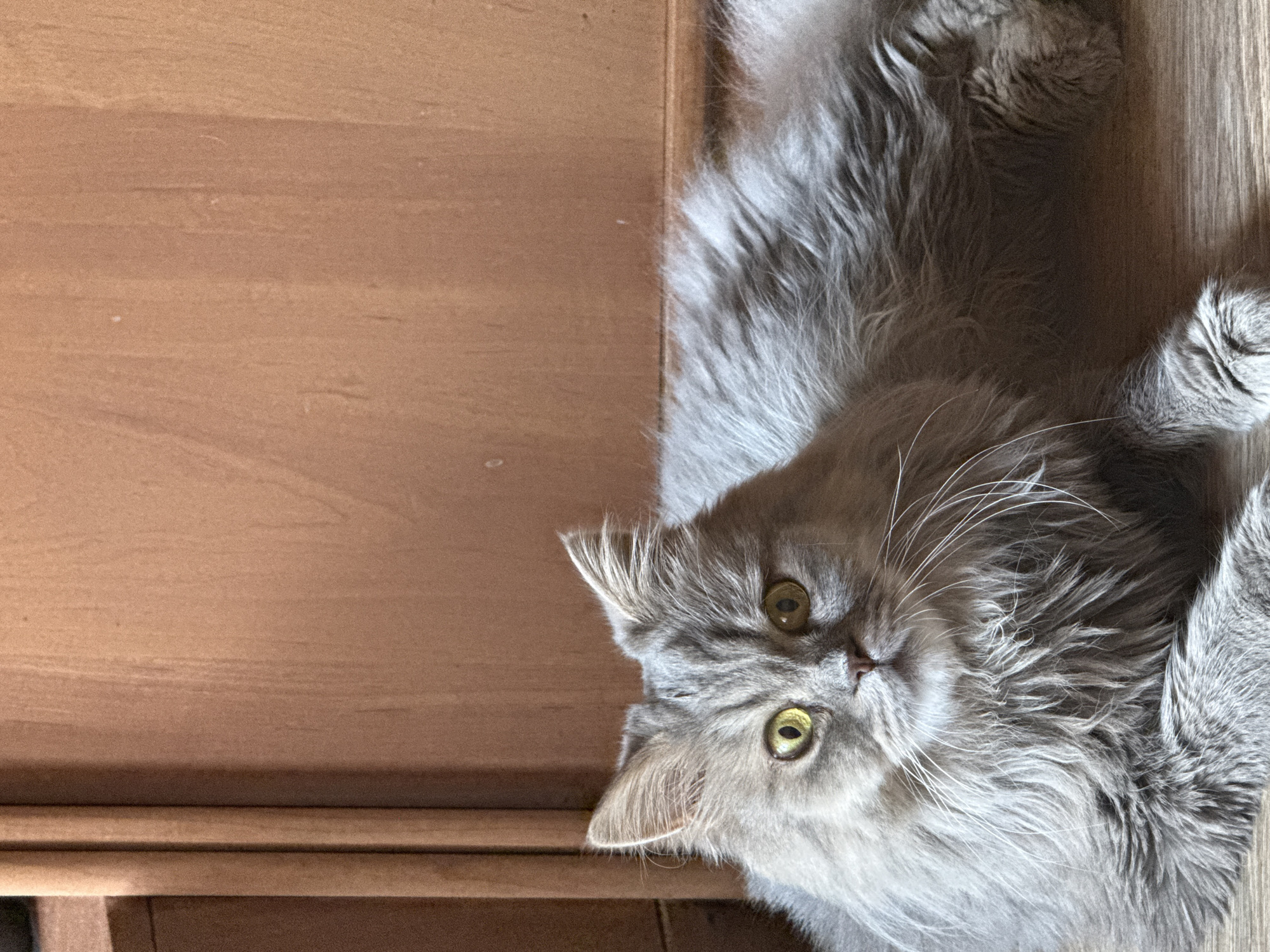 Morning at home: a cat, breakfast, paints, and routines