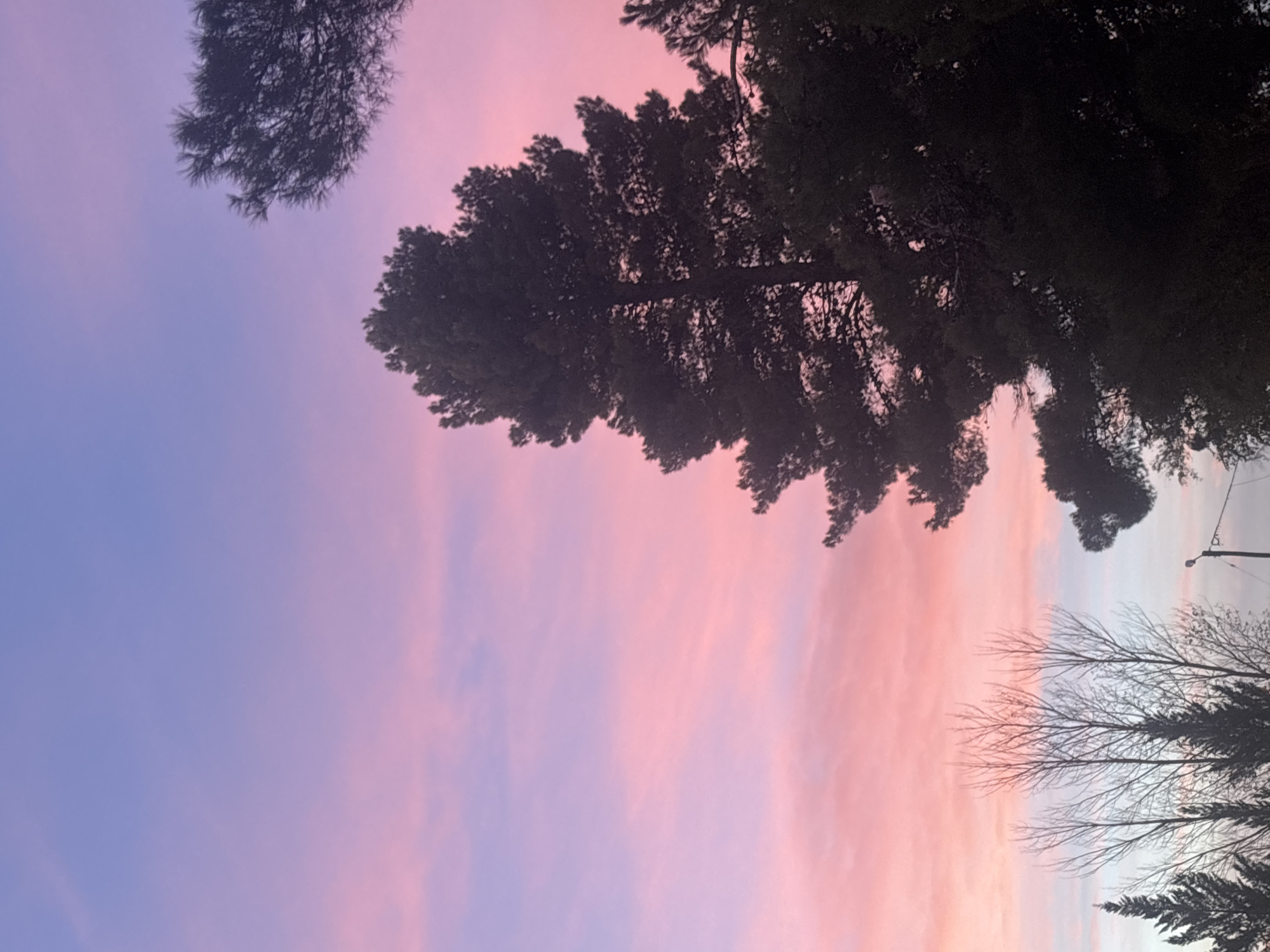 Colorful sky transition observed through trees in Trelew, Argentina
