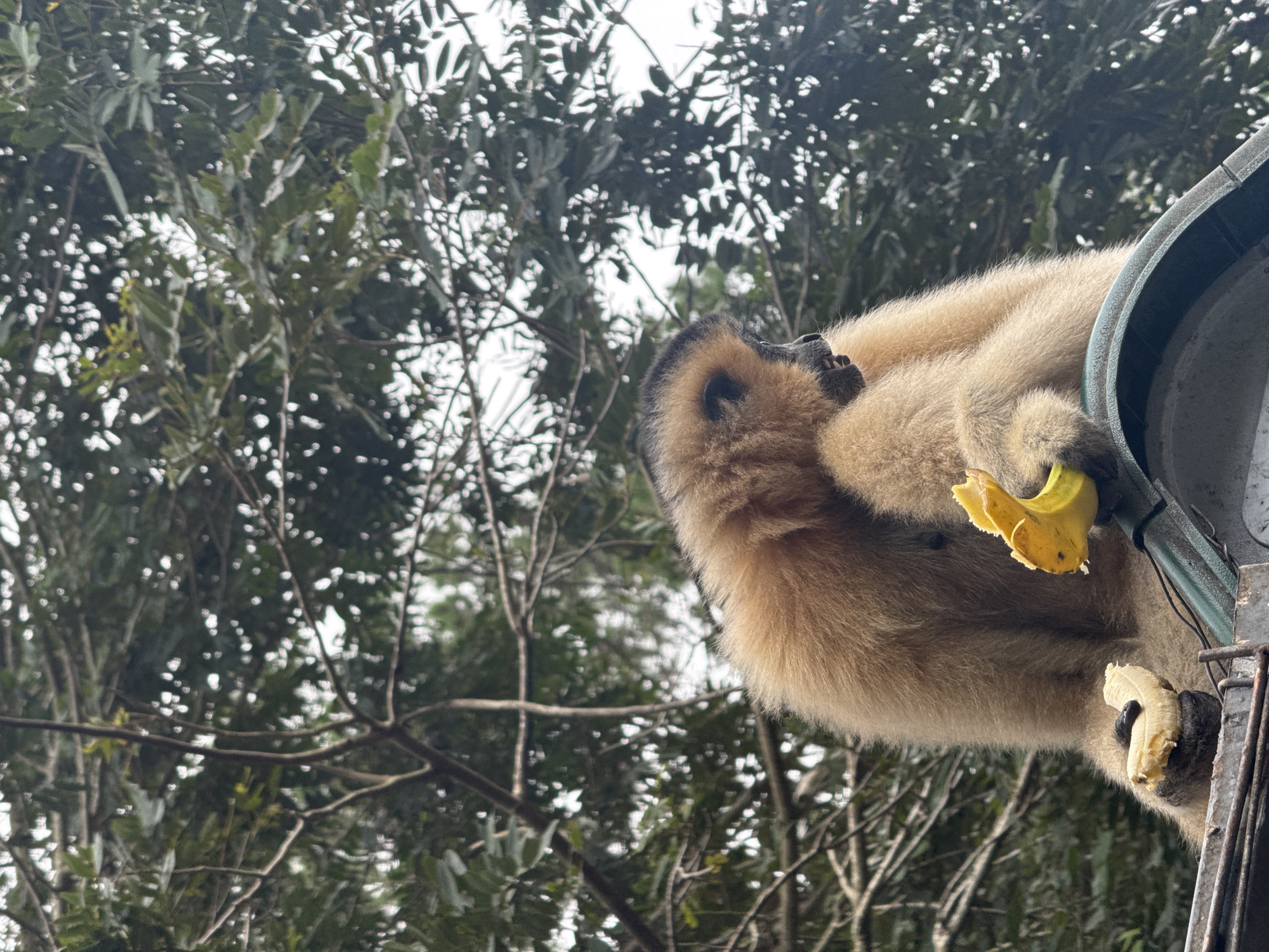 Monkey spotted on metal structure in Vietnamese jungle