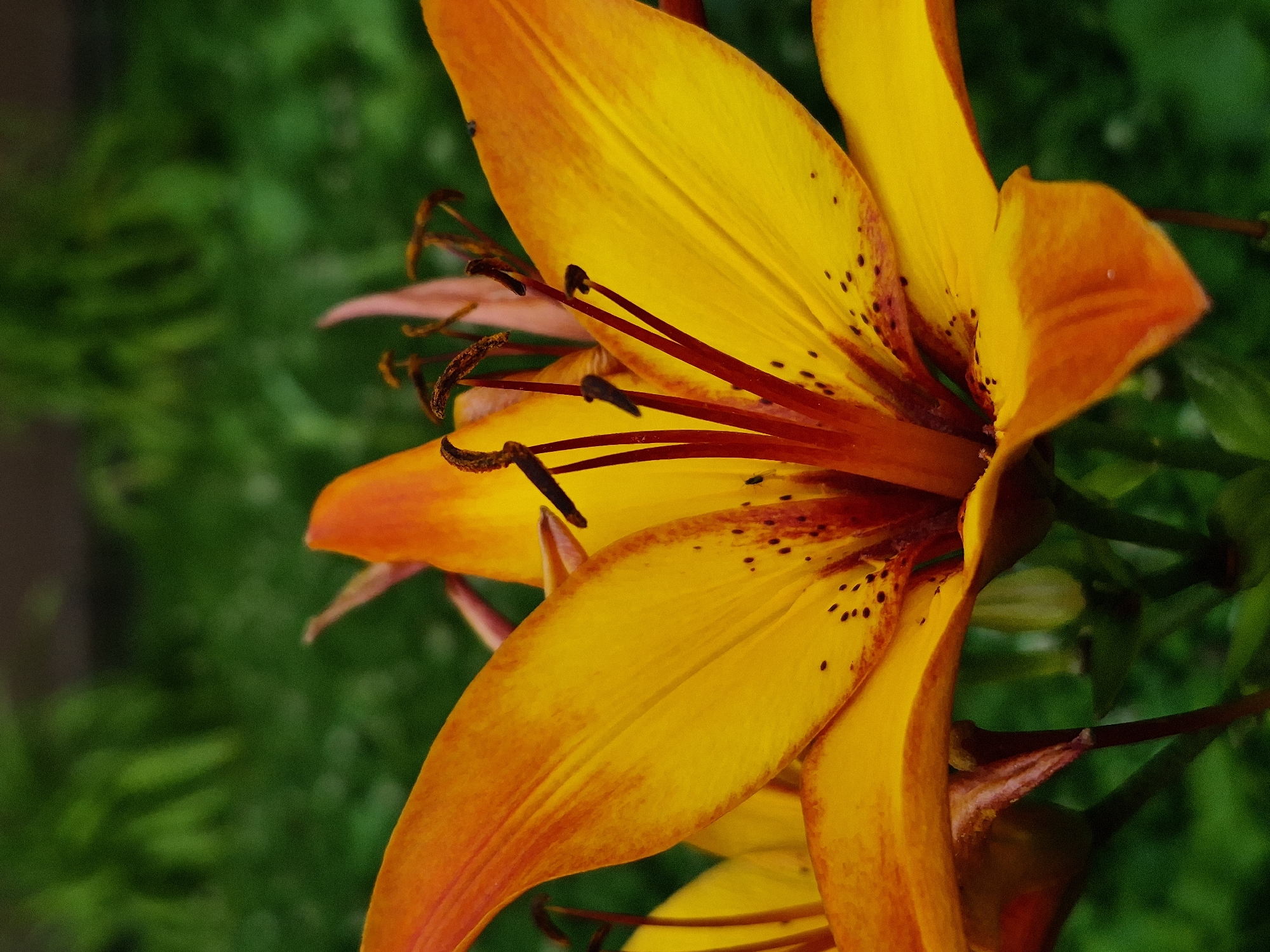 Close-up garden flower shots across several blooming varieties