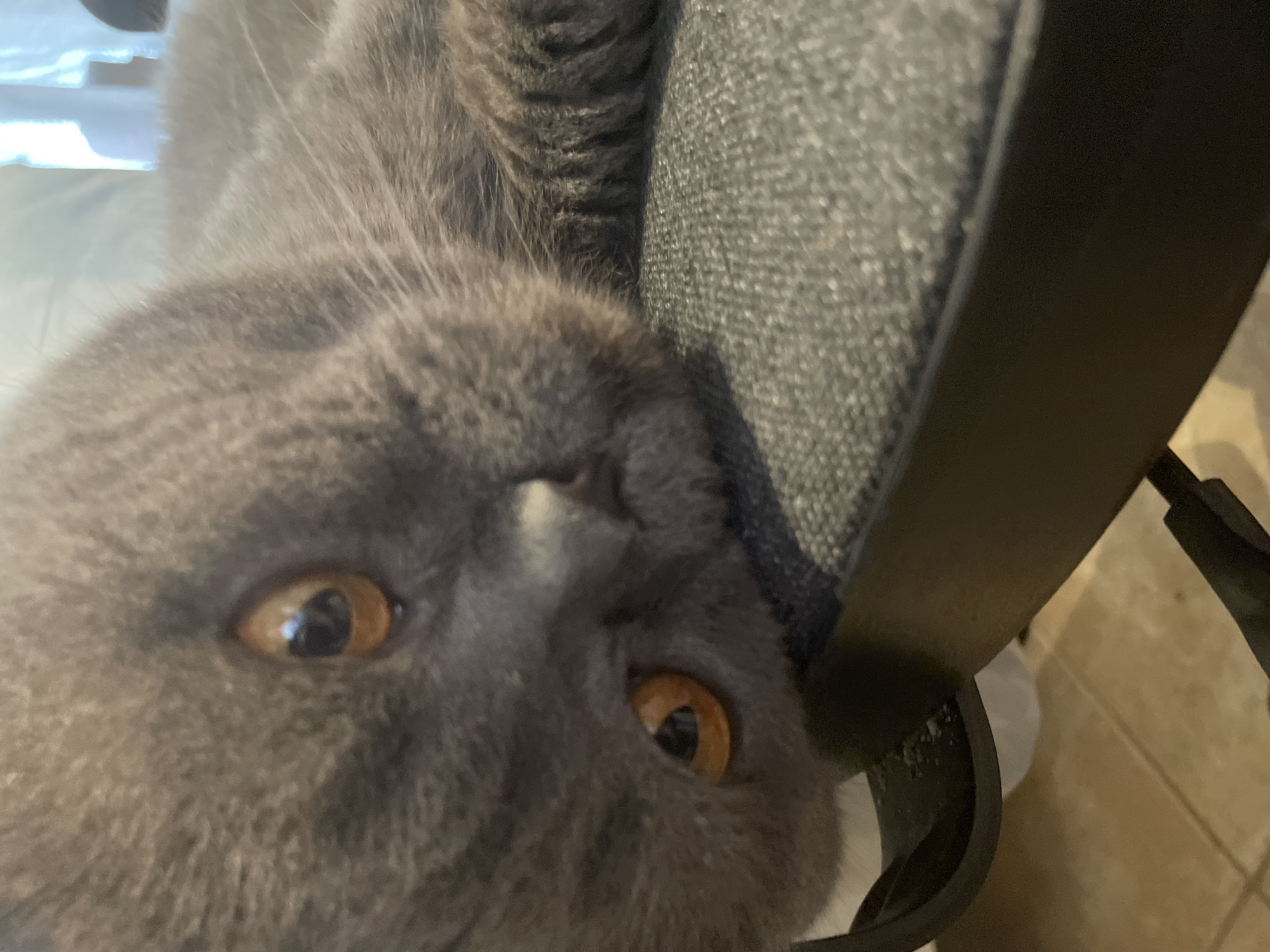 Gray cat with amber eyes photographed resting on office chair